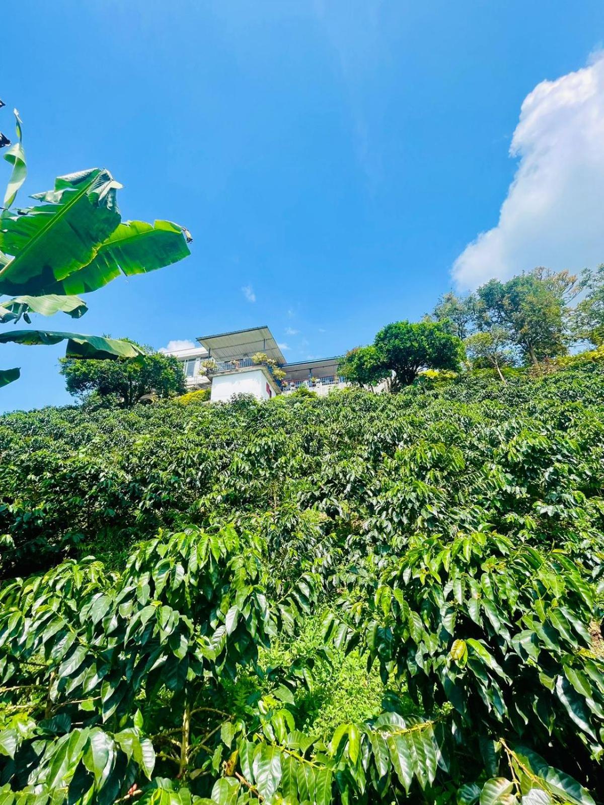 Itaca Hostel finca Cafetera