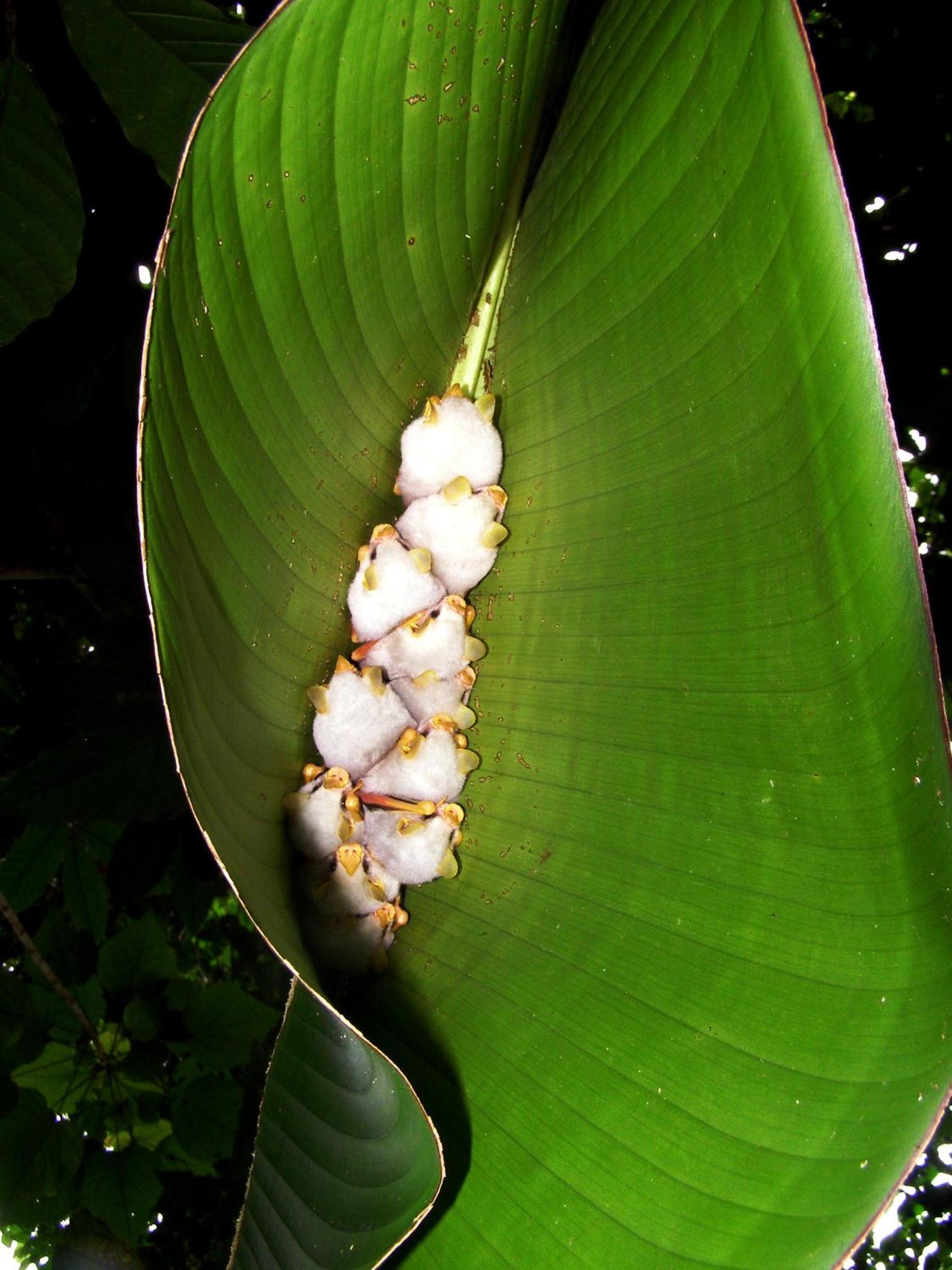 Tirimbina Rainforest Lodge
