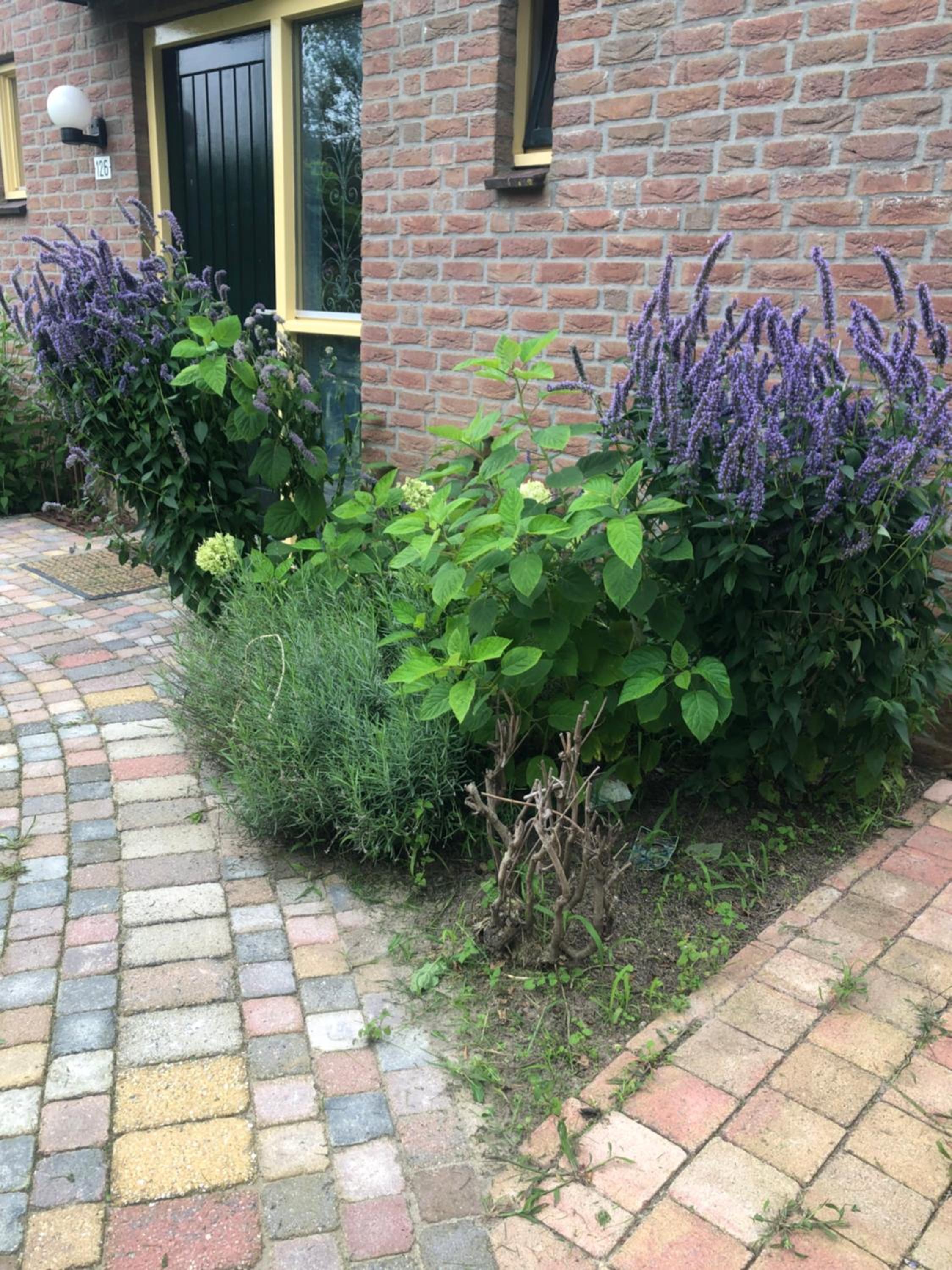 Wielewaal