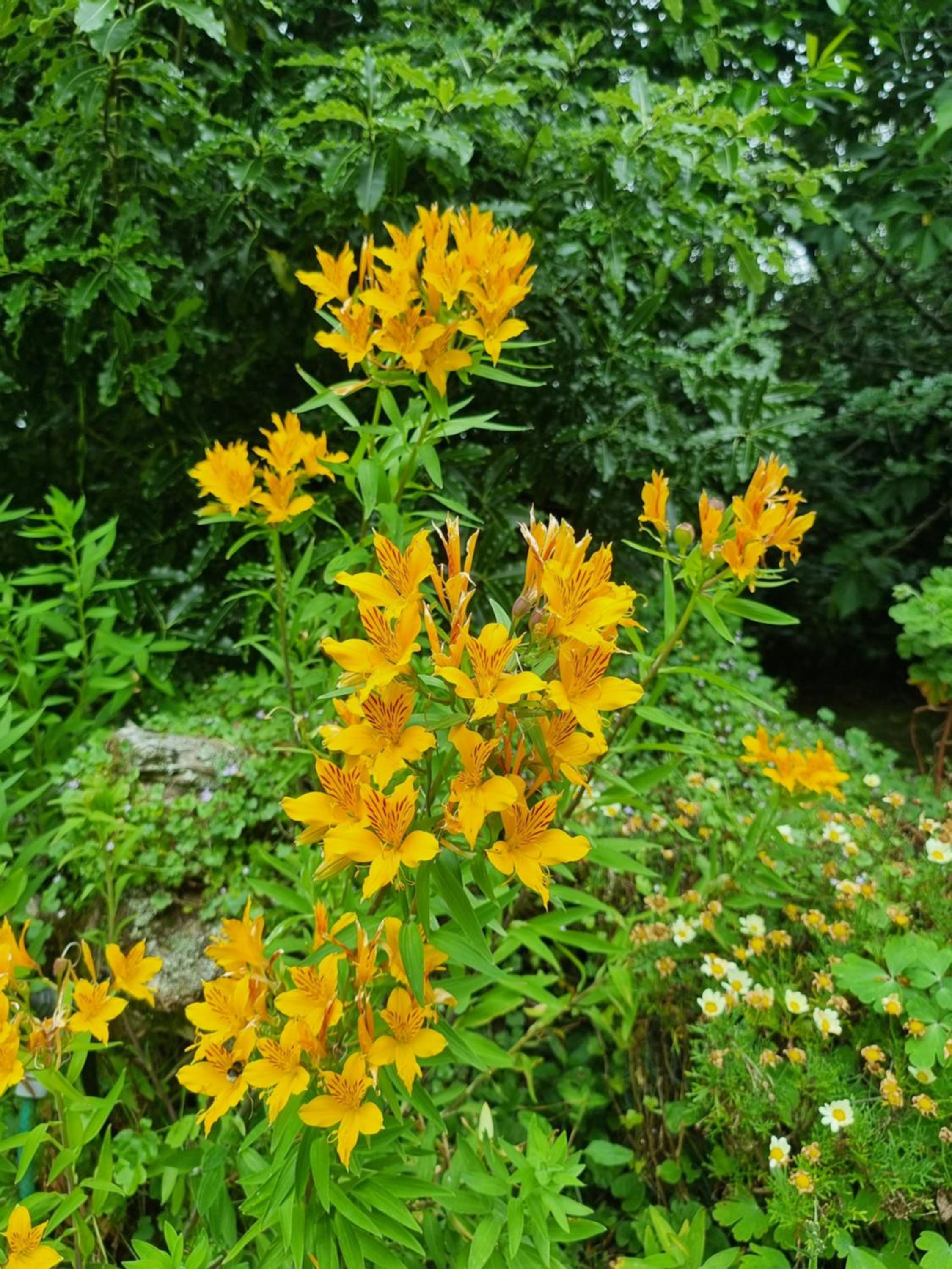 Garden Paradise Siochain House