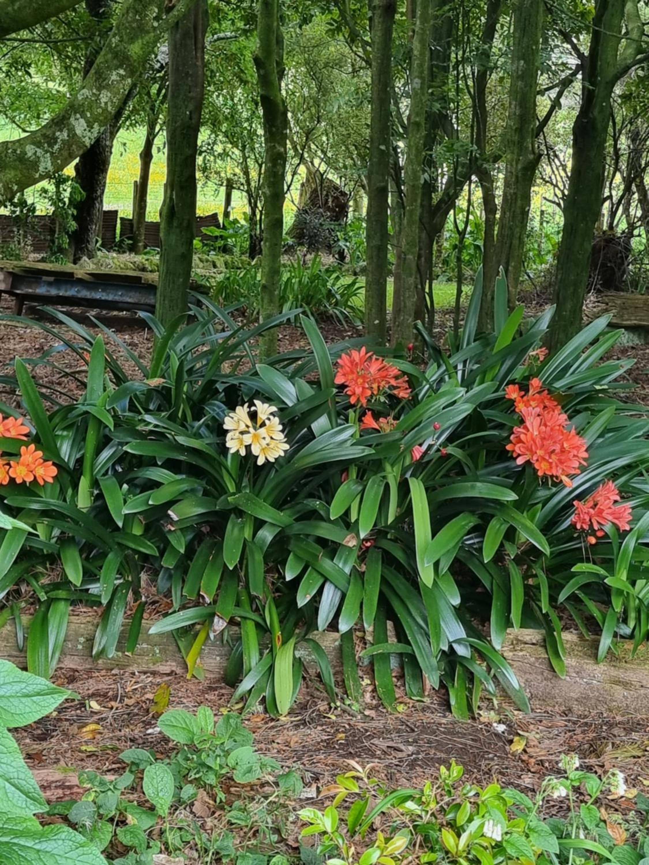Garden Paradise Siochain House