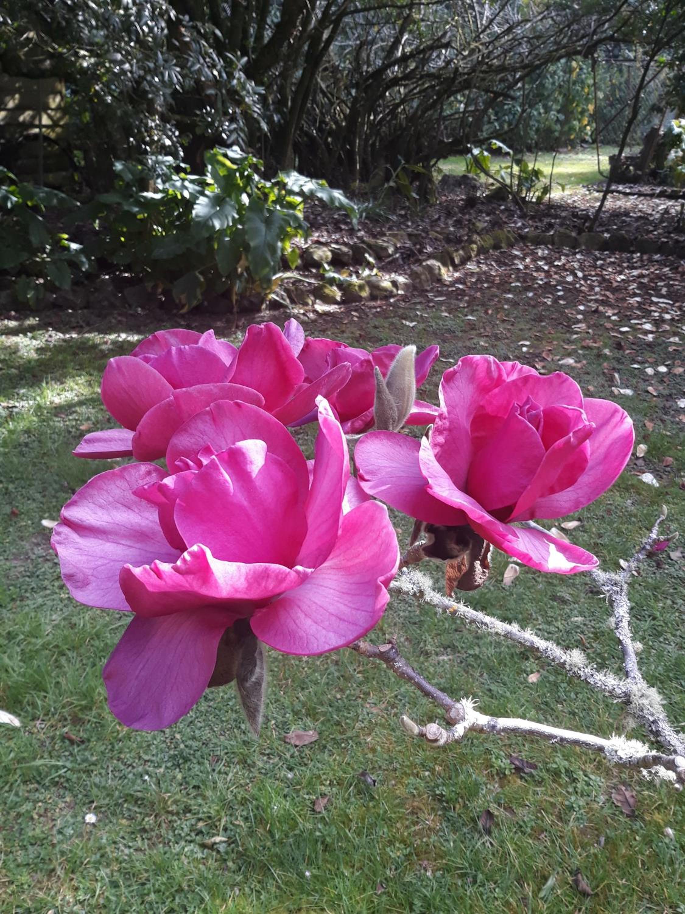 Garden Paradise Siochain House