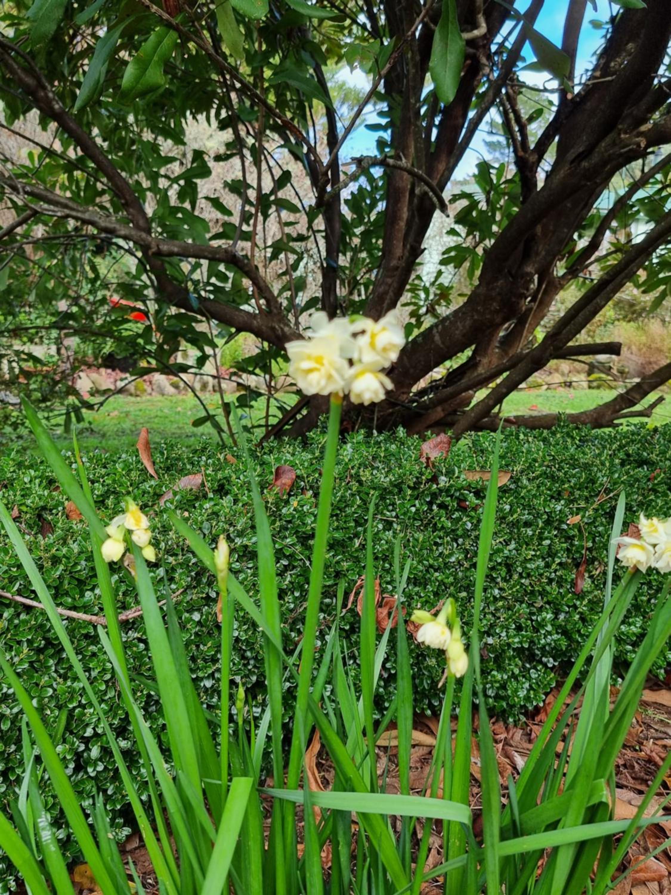 Garden Paradise Siochain House