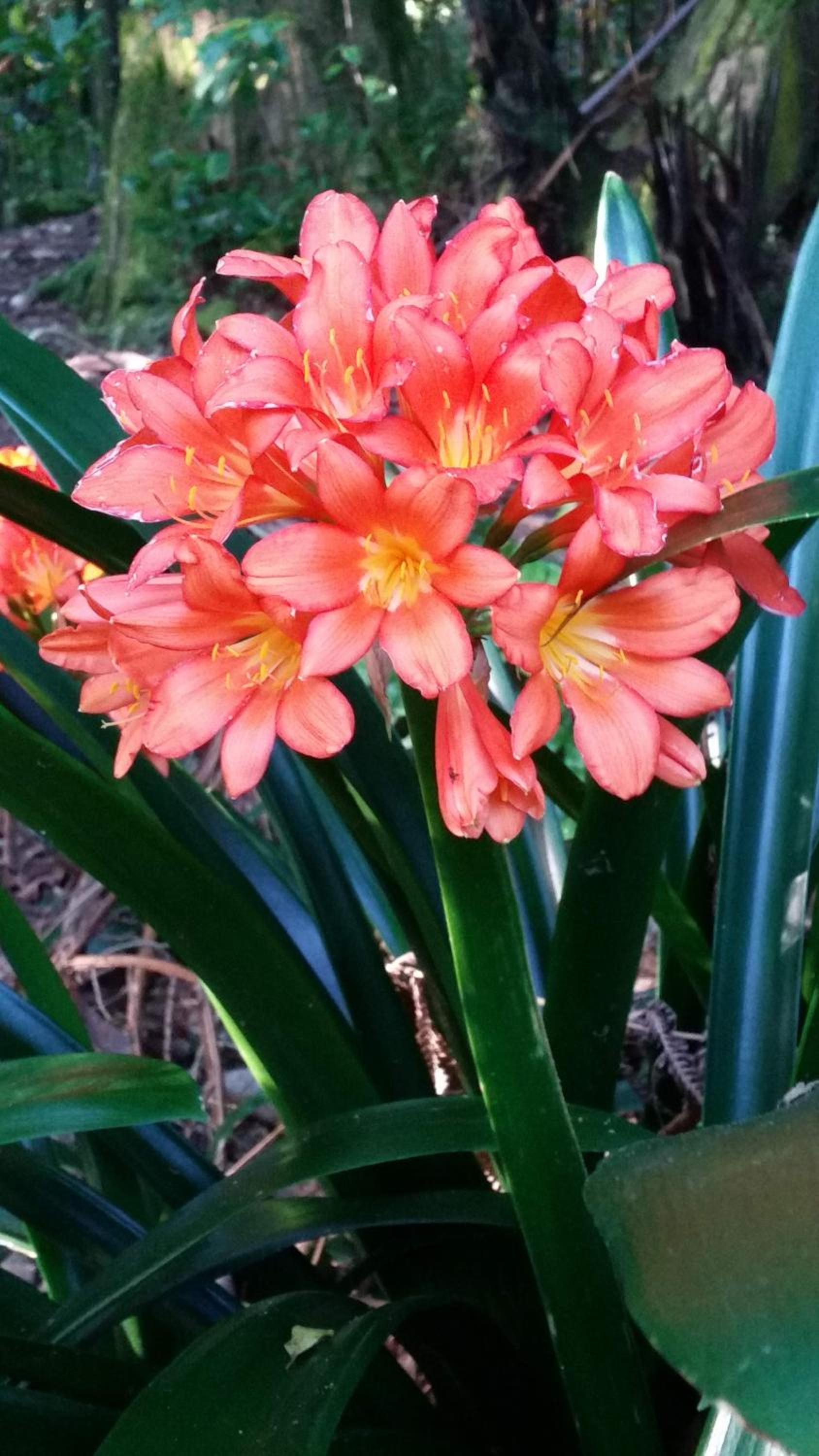 Garden Paradise Siochain House