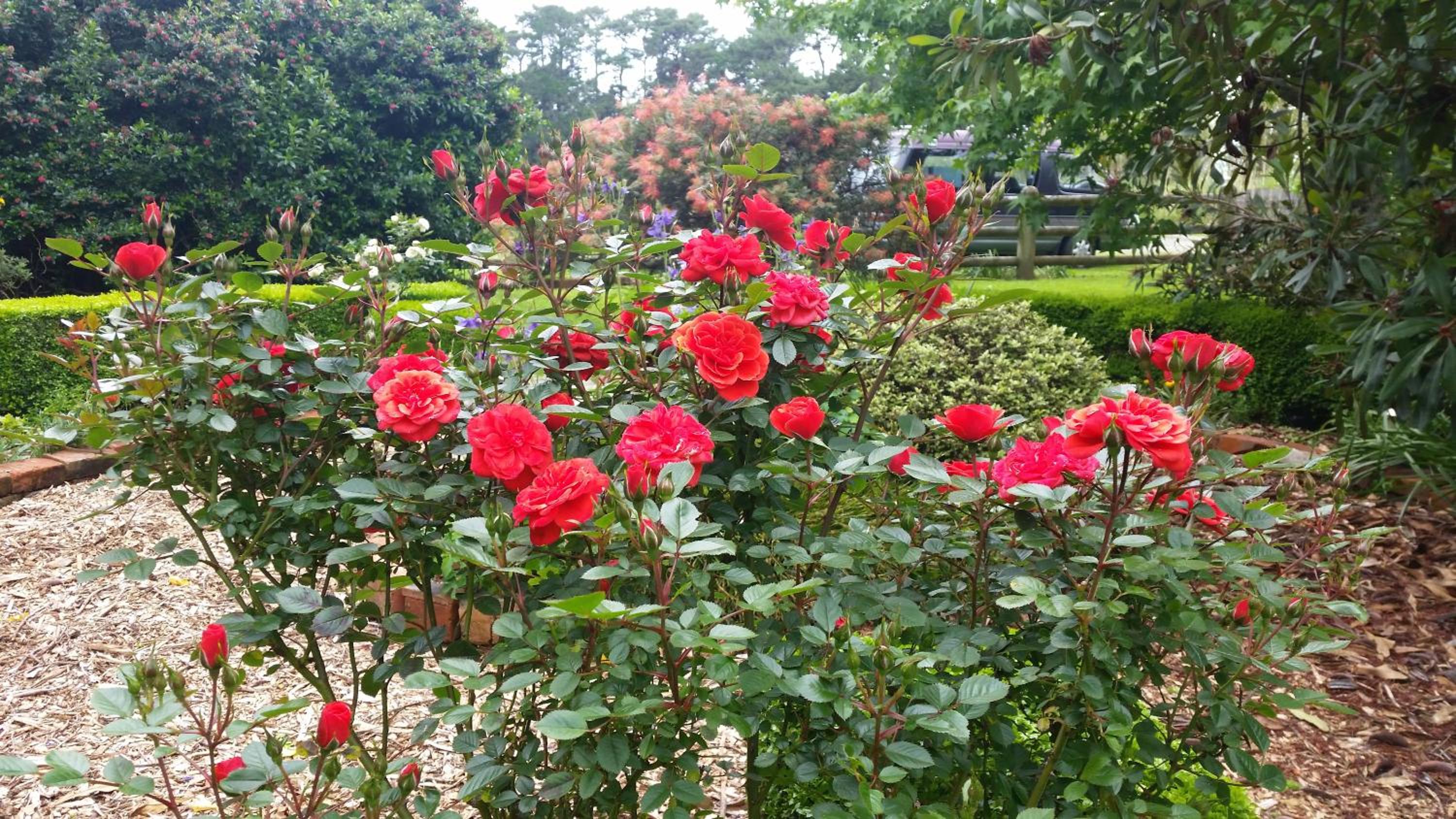 Garden Paradise Siochain House