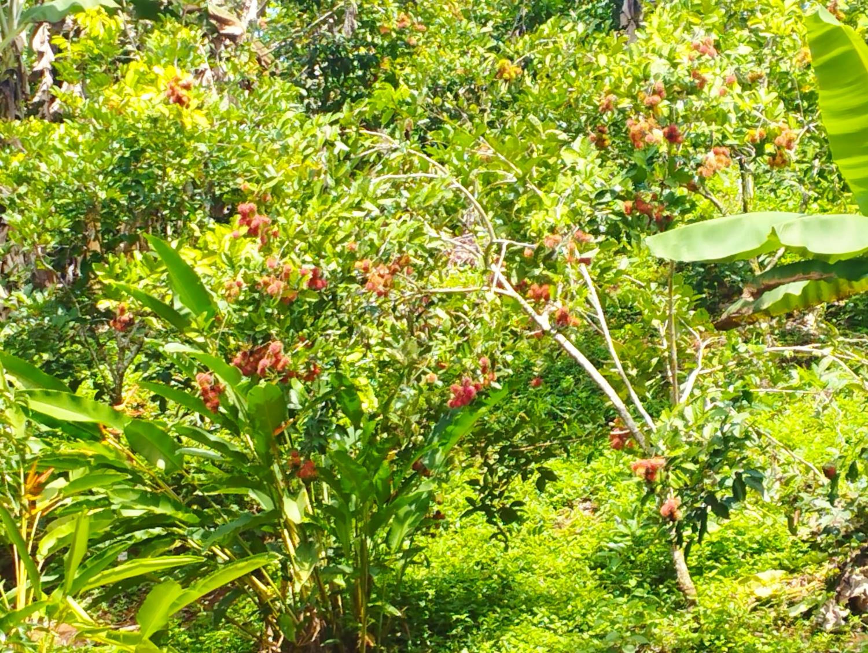 Finca Makambu
