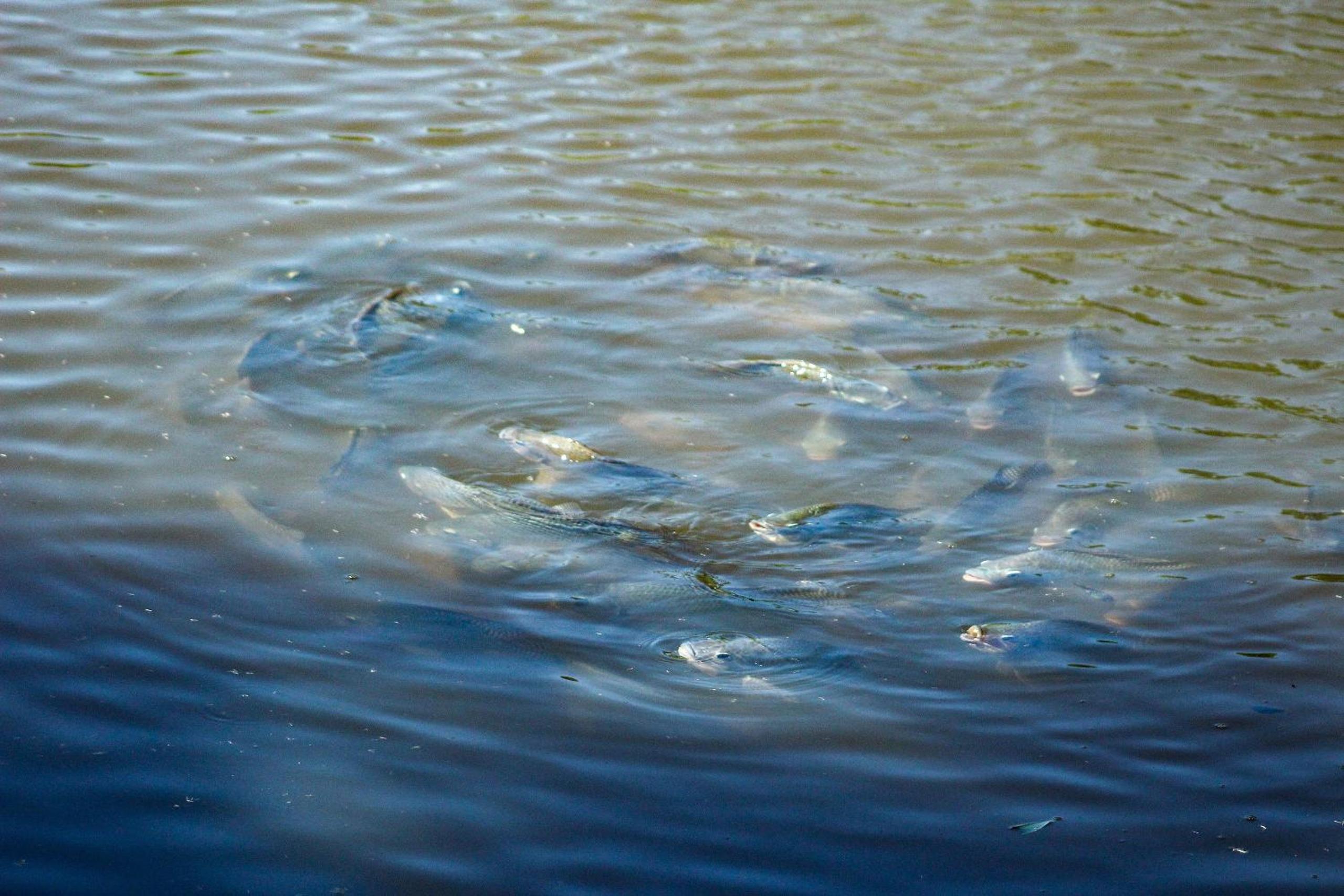 Chalé a beira de lago com churrasqueira em SP