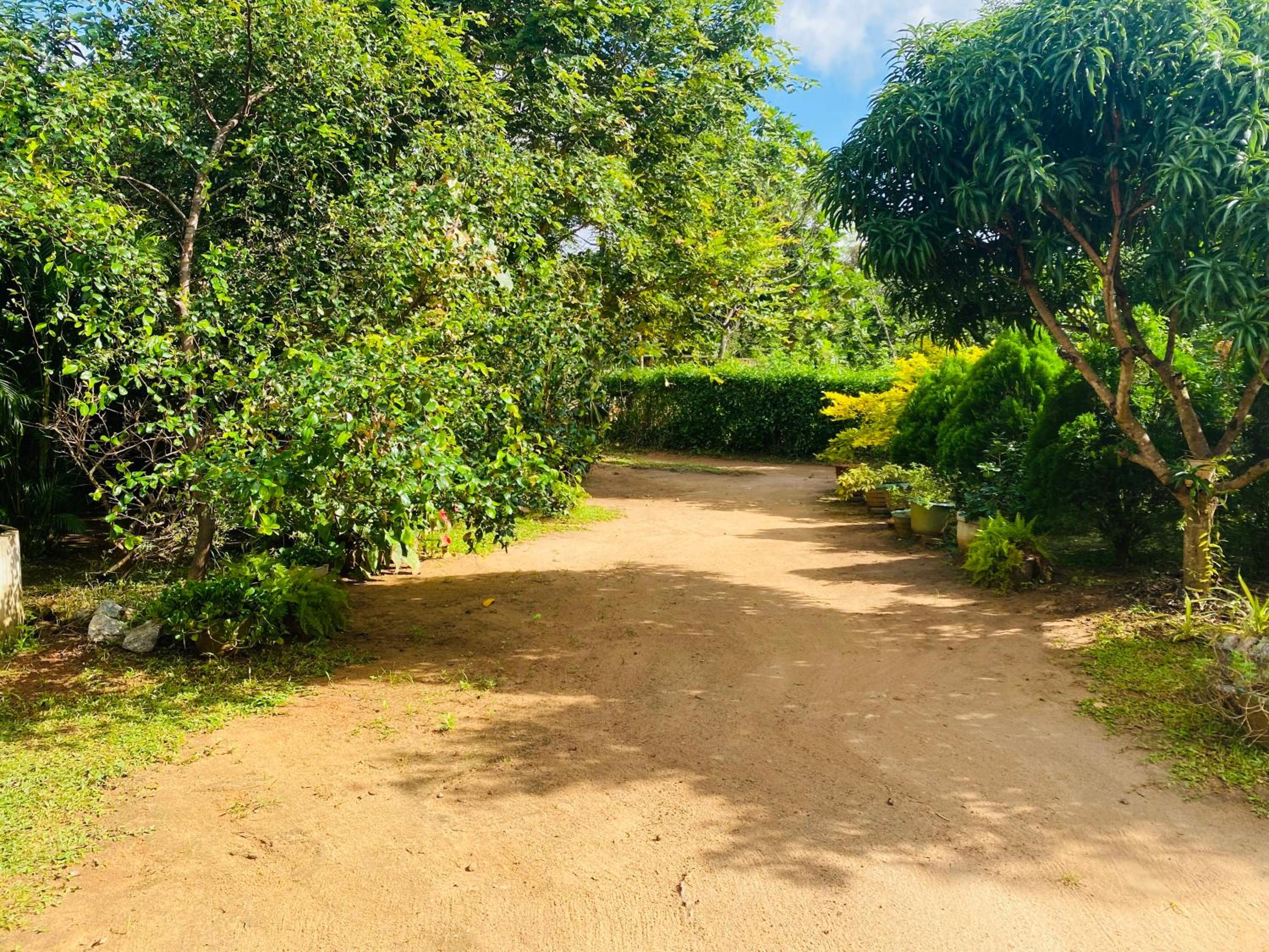 Fairview Dill homestay