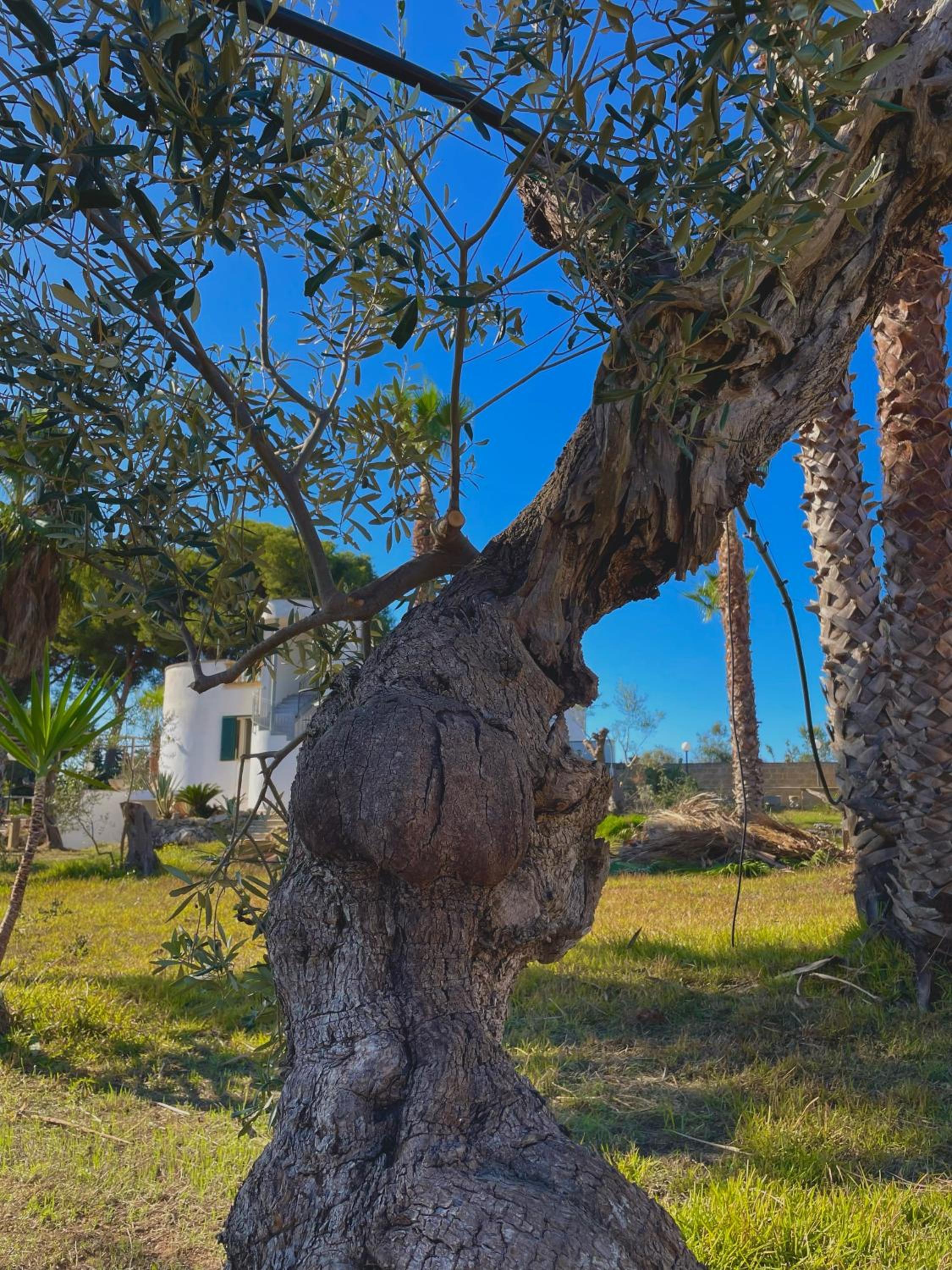Tenuta Kalós view 5