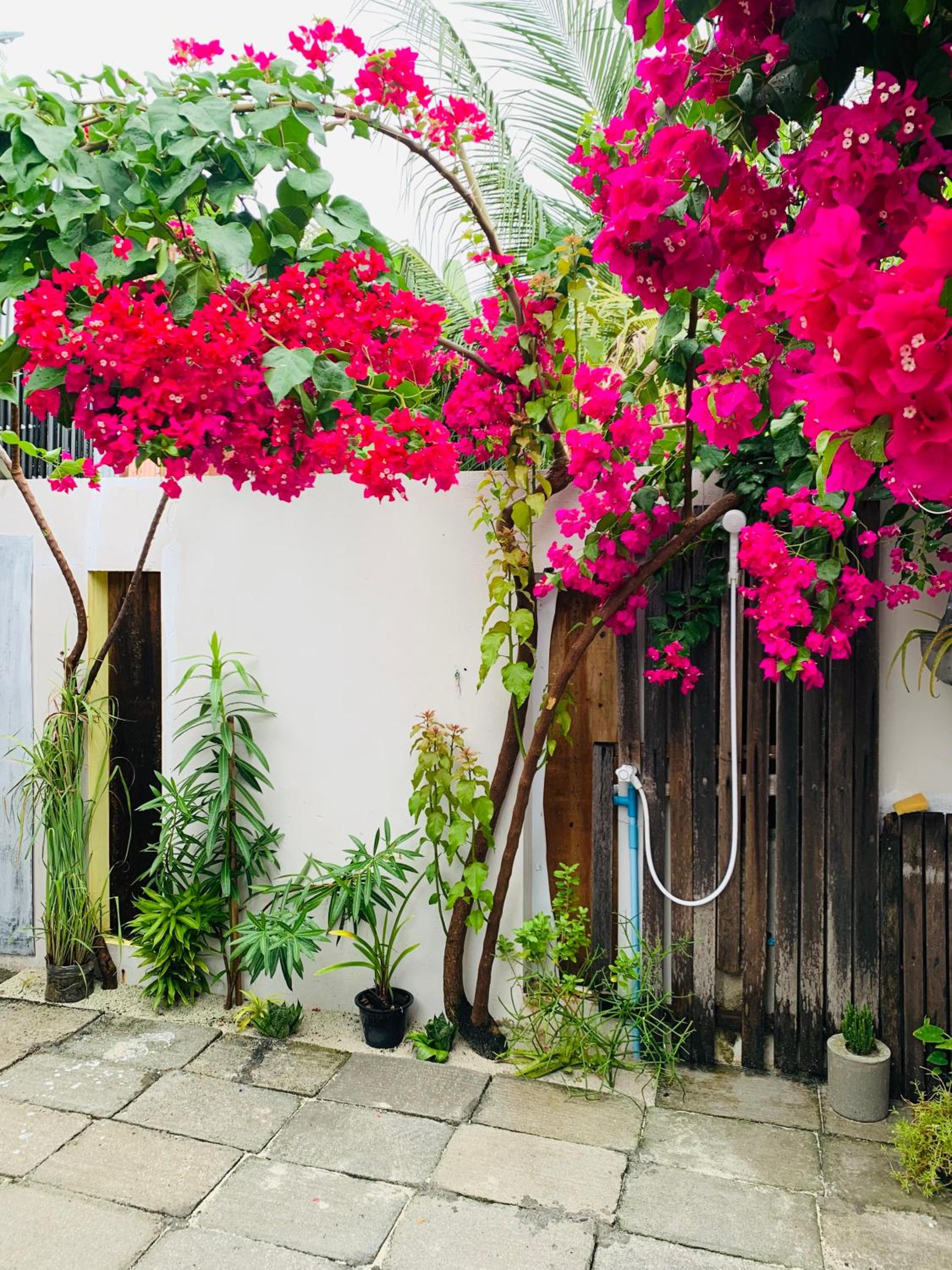 Jerrys Dive Lodge Rasdhoo photo 5