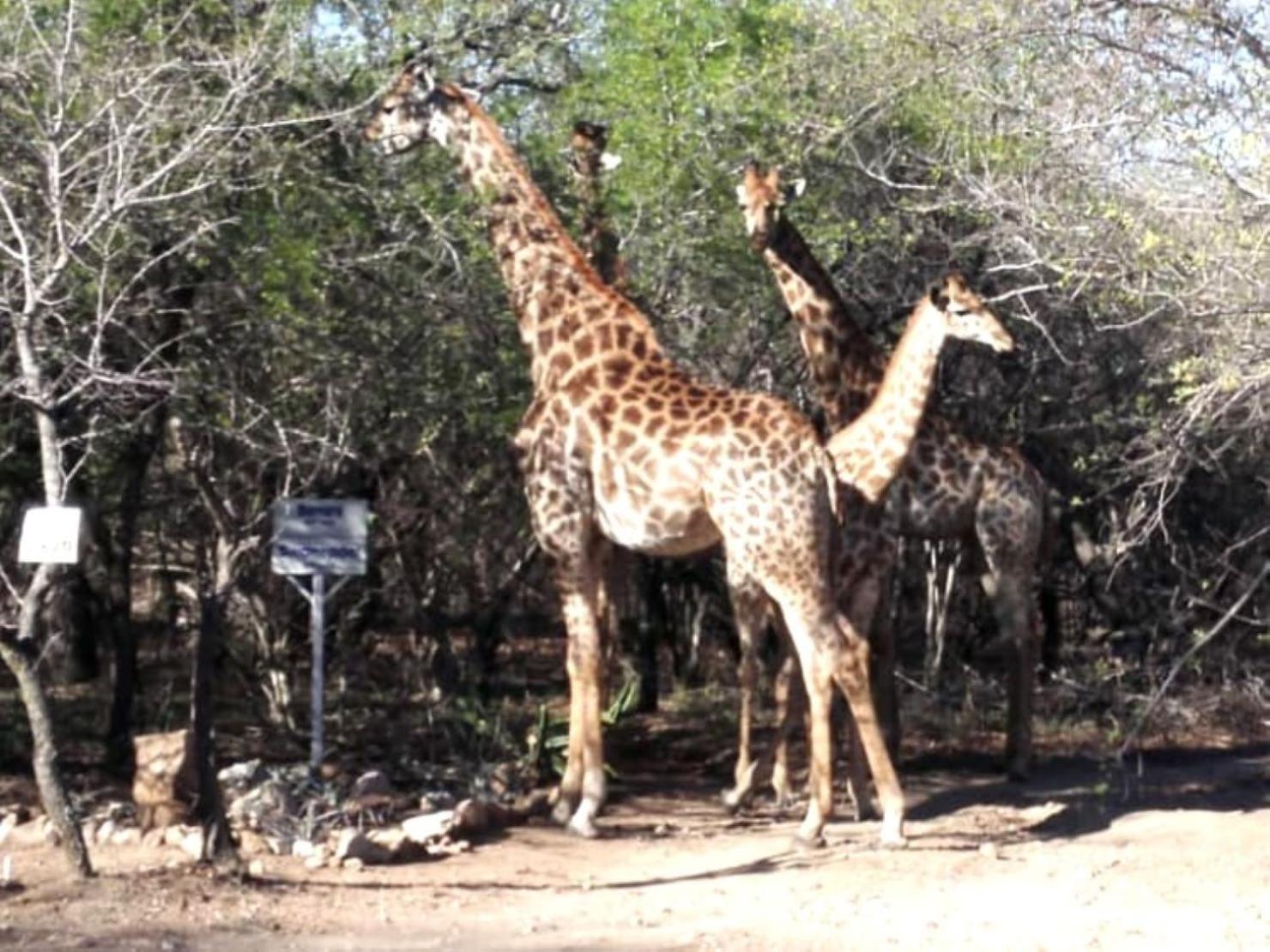Wielewaal Bush Lodge