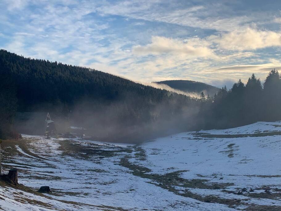 Natur pur im Nationalpark Schwarzwald
