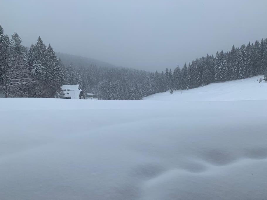 Natur pur im Nationalpark Schwarzwald