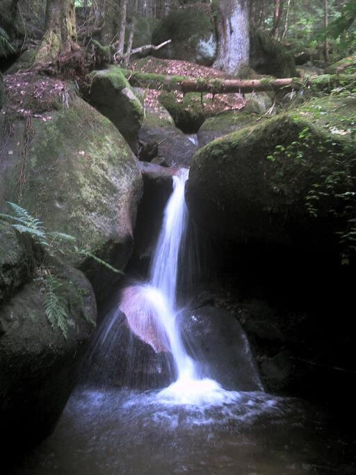 Natur pur im Nationalpark Schwarzwald