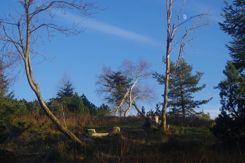 Natur pur im Nationalpark Schwarzwald