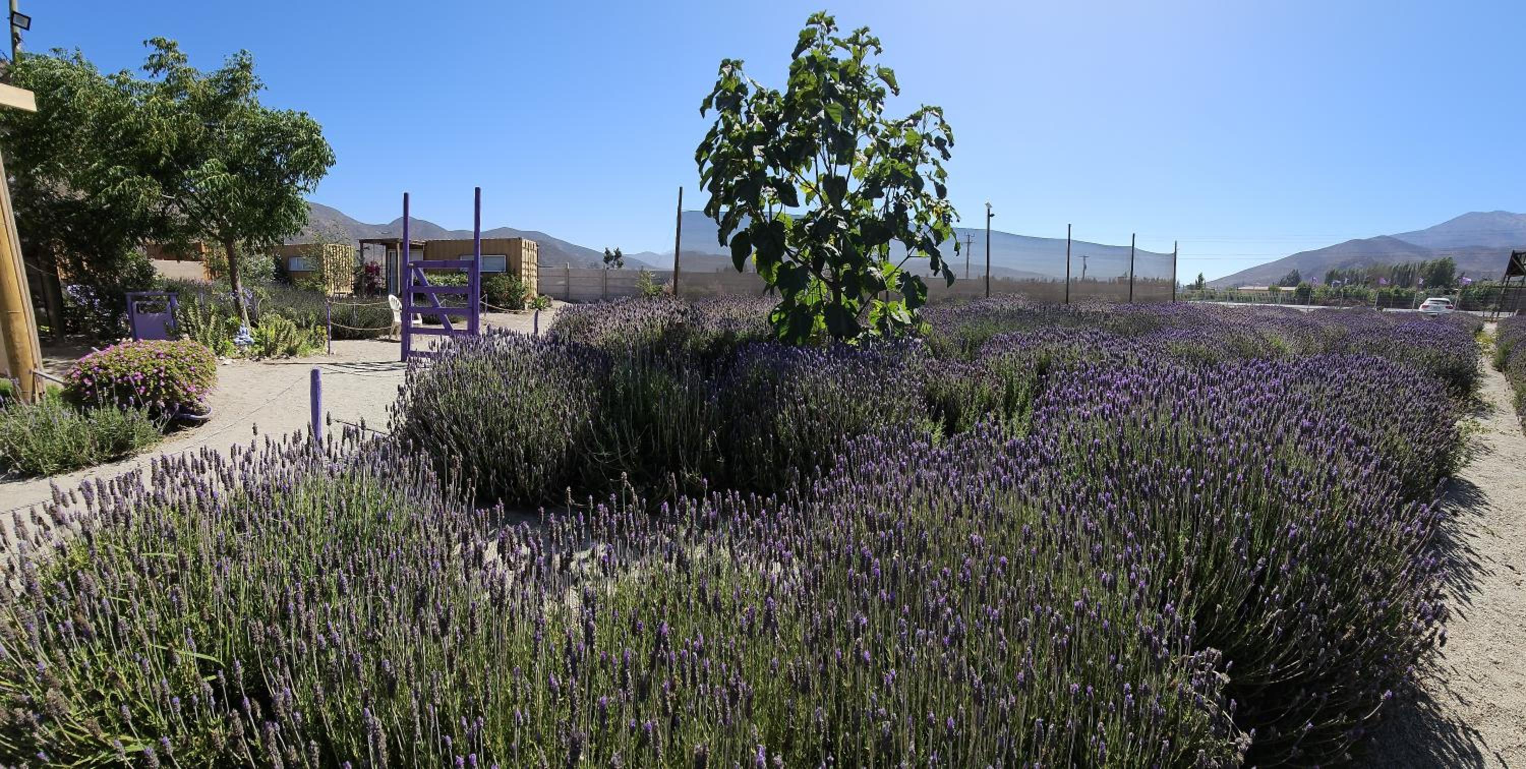 Lavanda del Valle view 5