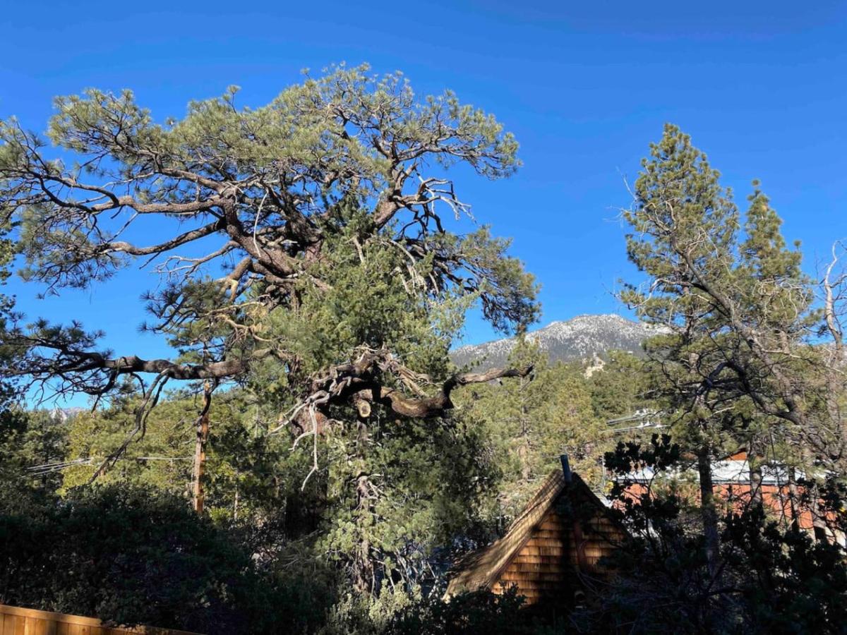 Blissfully Wild -with Hot Tub and pets are welcome view 5