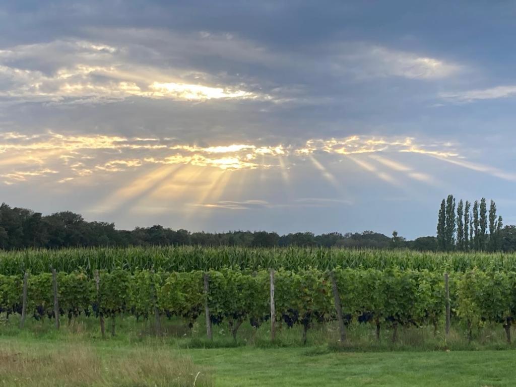 Erve Zonnehoeve B&B en Wijngaard