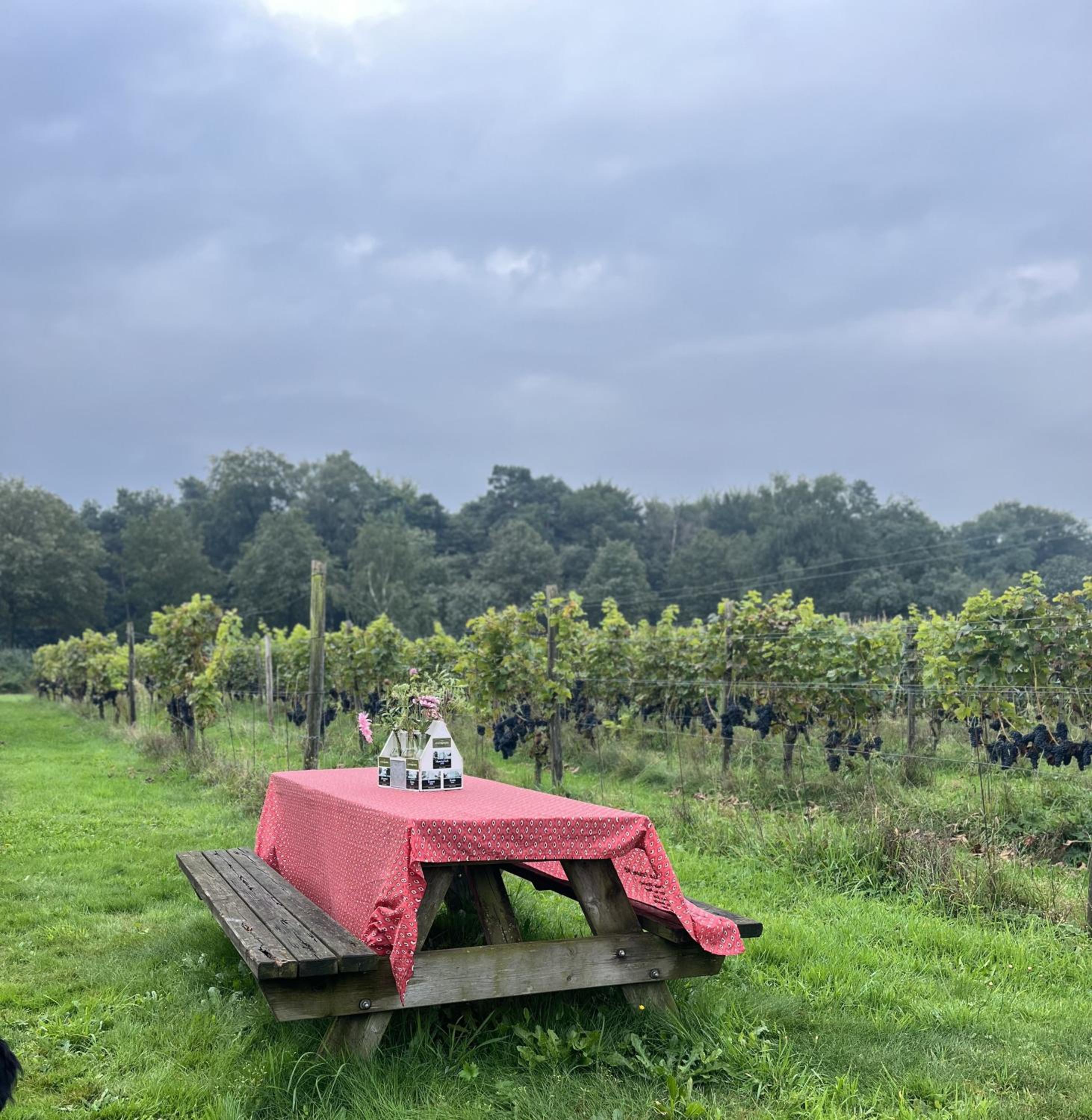 Erve Zonnehoeve B&B en Wijngaard