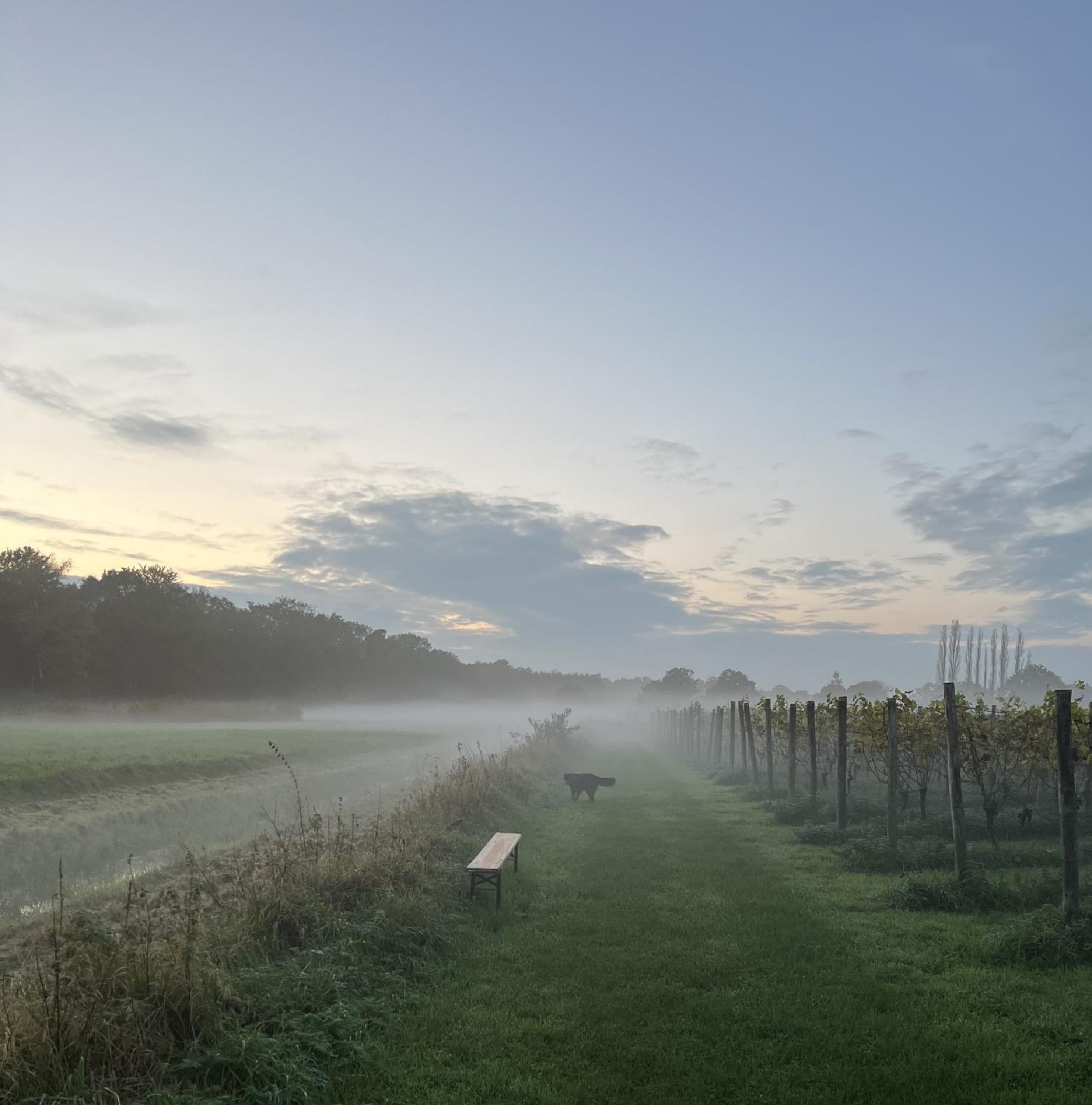 Erve Zonnehoeve B&B en Wijngaard