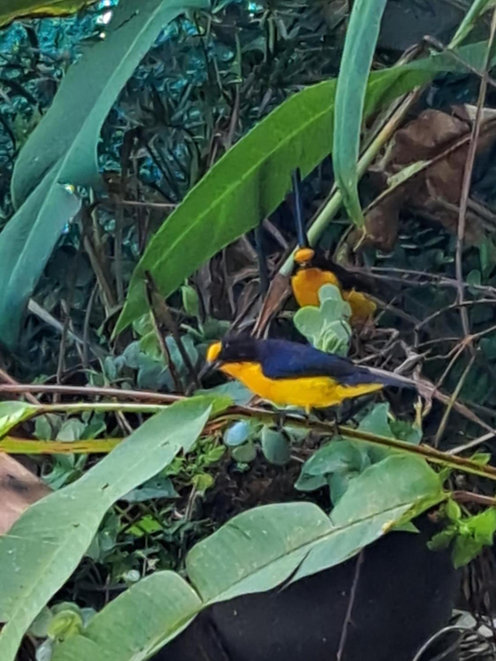 Pousada Trilha da Serra
