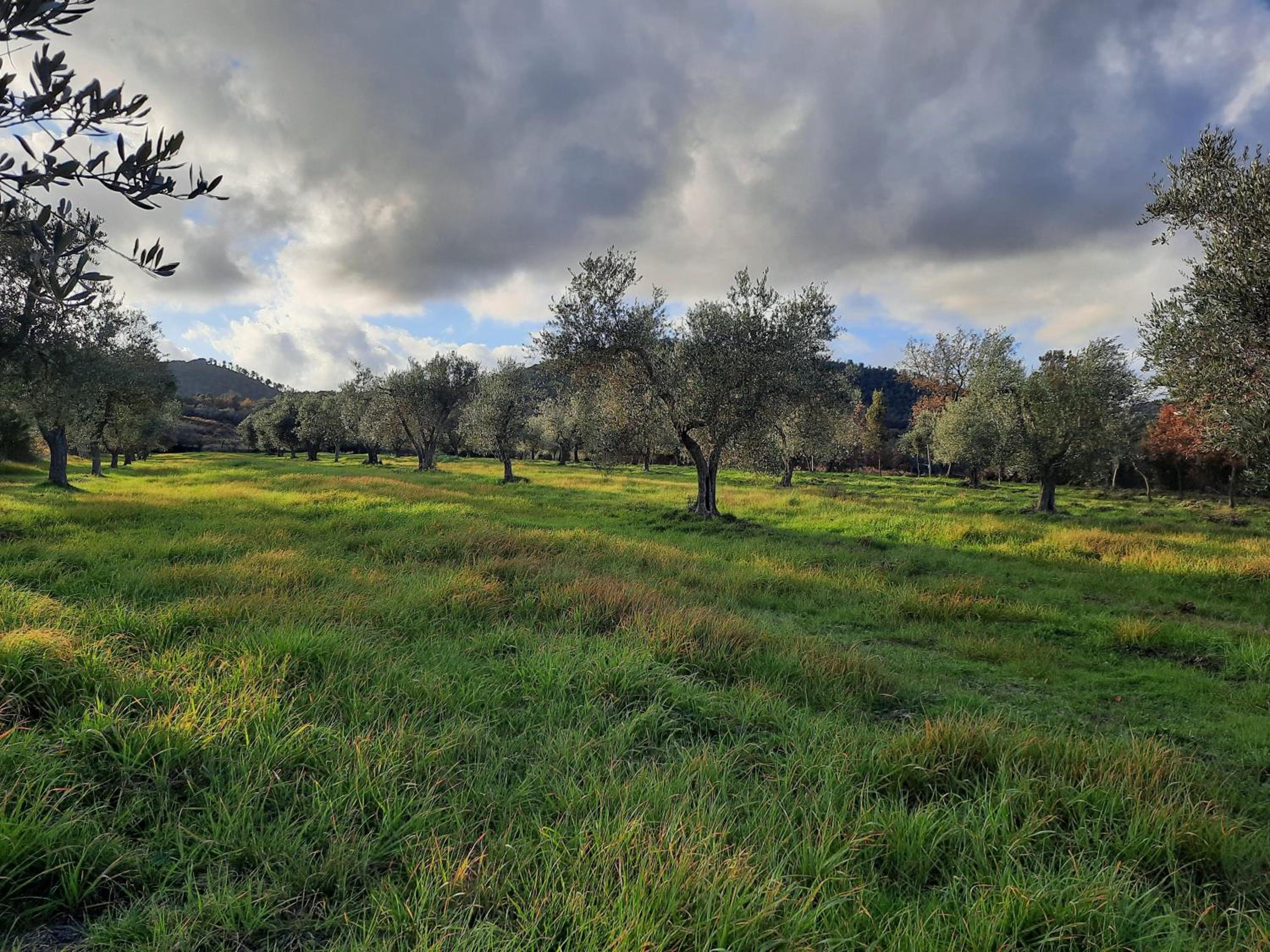 Podere Scopicci