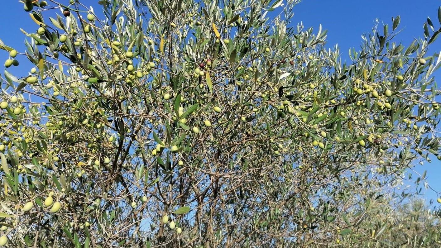 Podere Scopicci