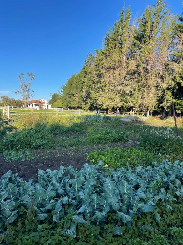 Luxury Finca el Ensueño, casa entera, con Sauna, Jacuzzi, BBQ y Caballos