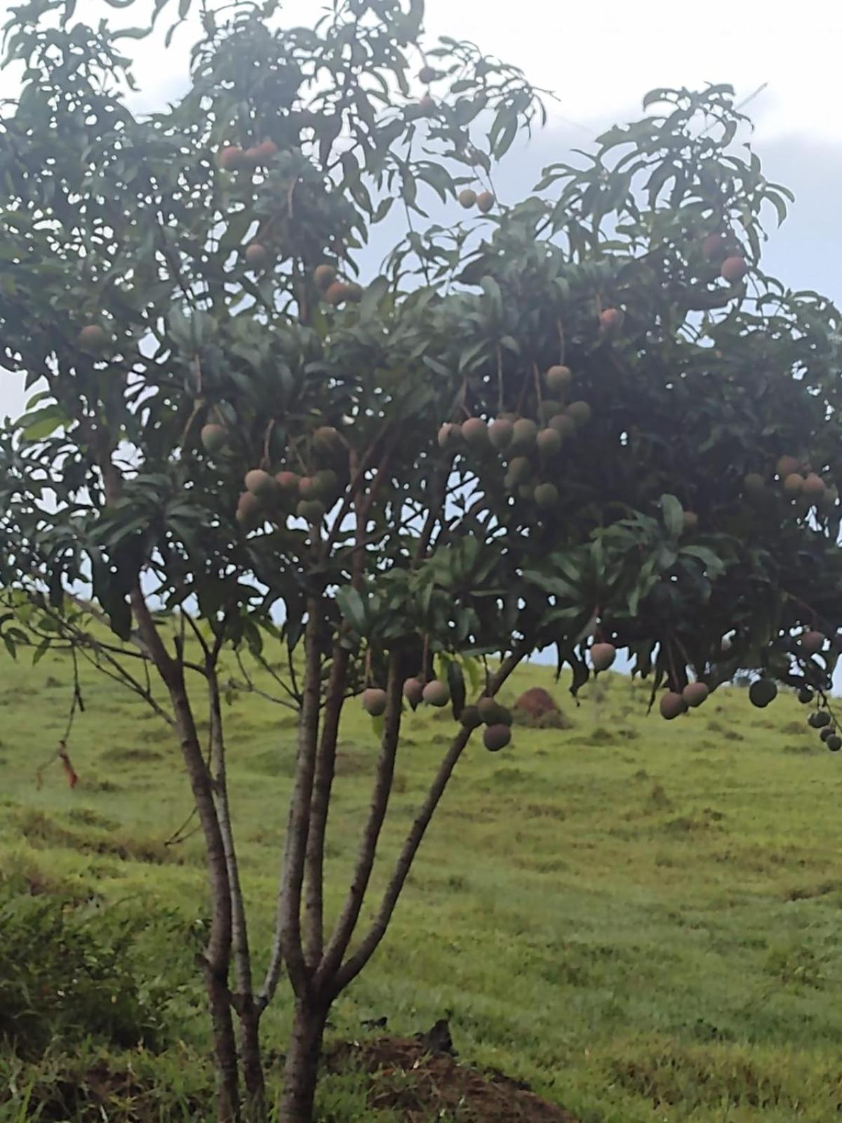 Recanto Canário da Terra