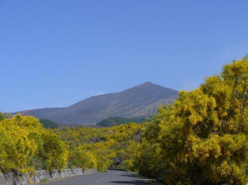Il Vigneto