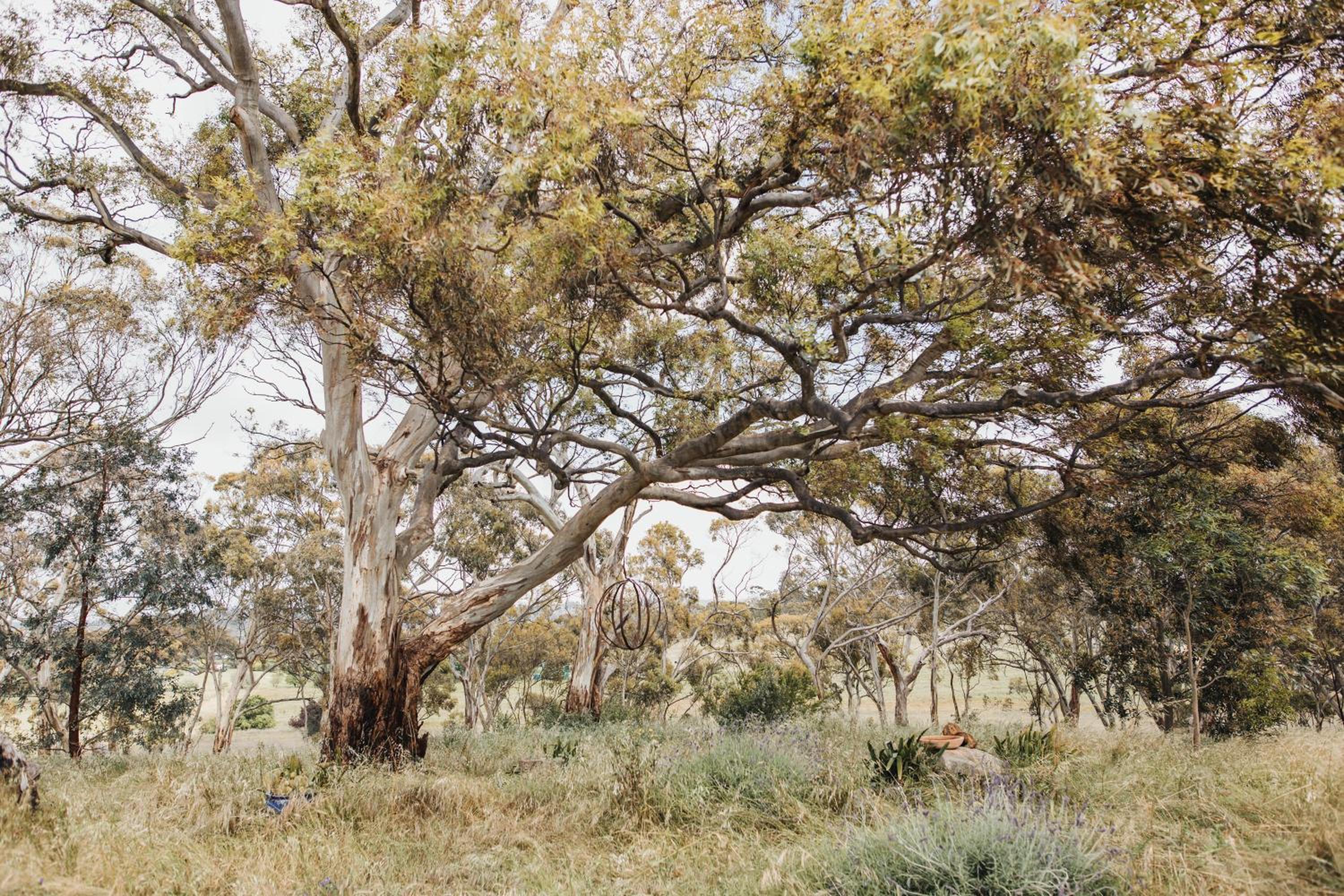 The Olive Farm