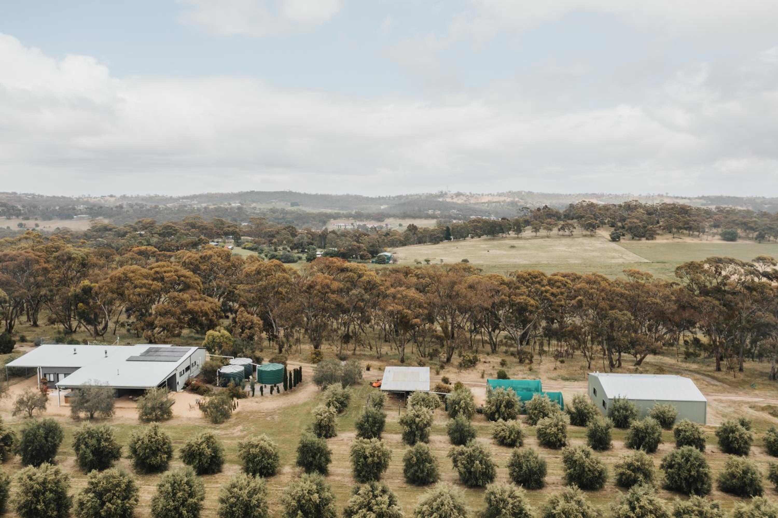 The Olive Farm