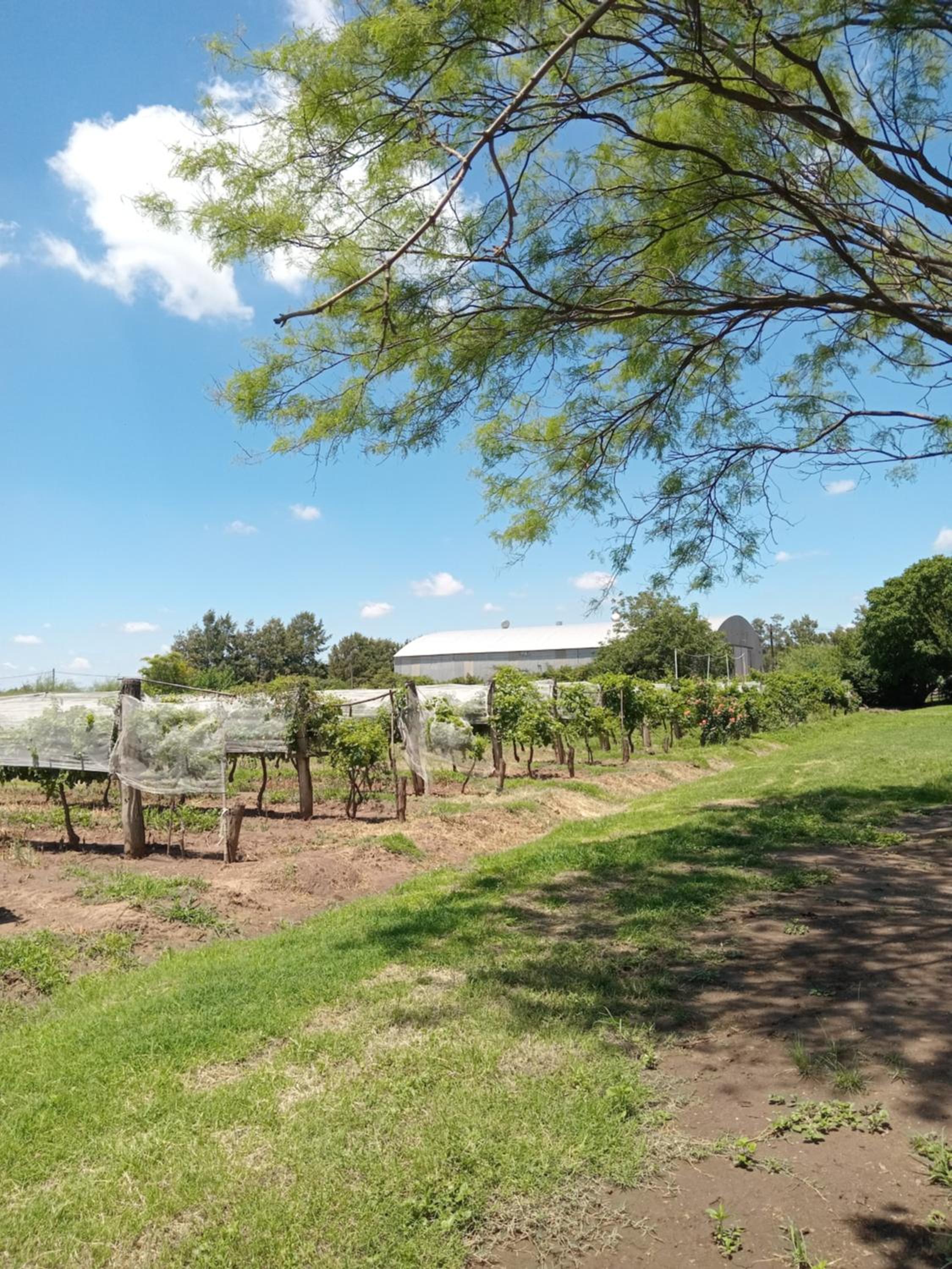 casa de campo, Bodega Di Candi