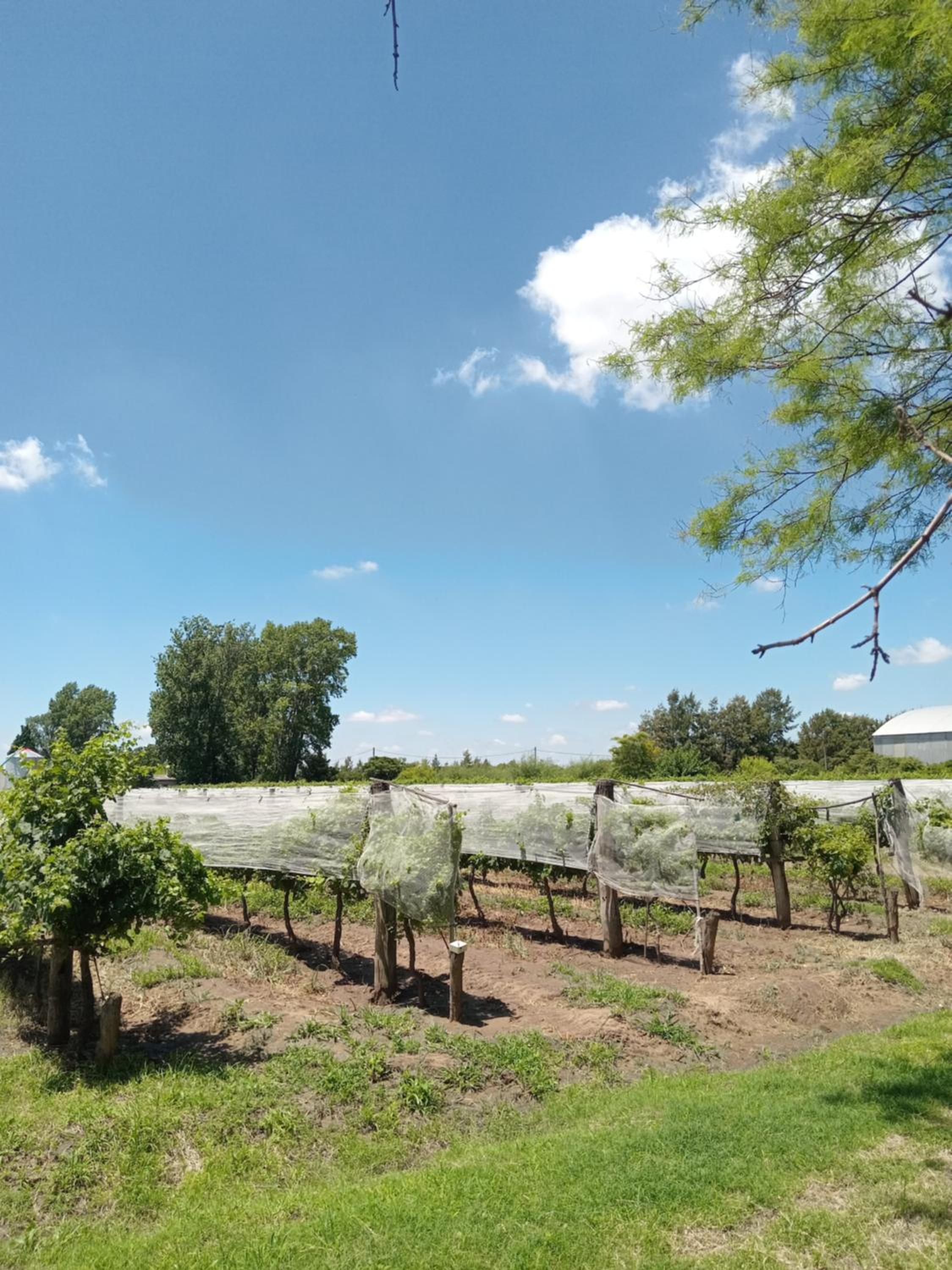 casa de campo, Bodega Di Candi
