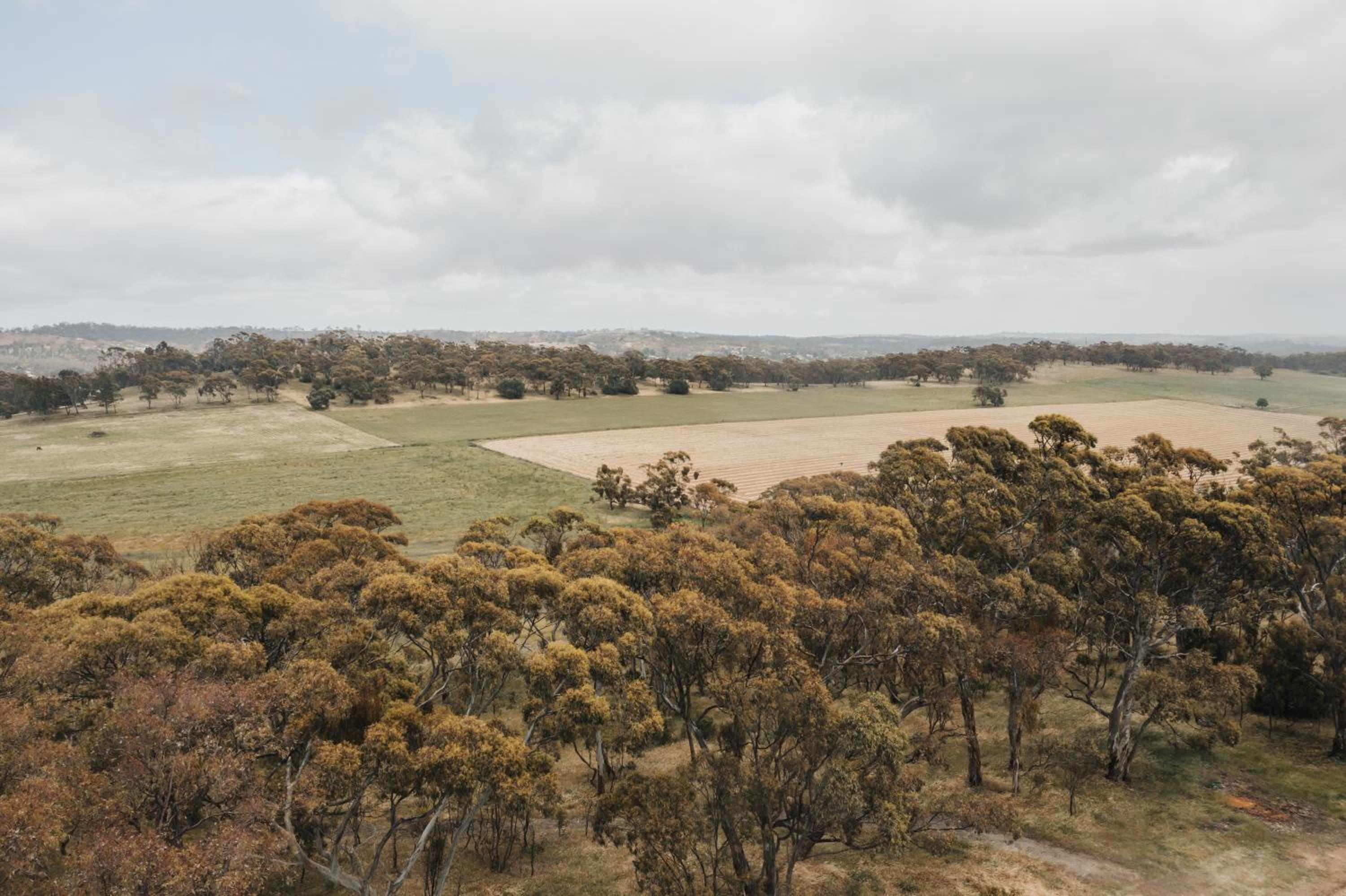 The Olive Farm