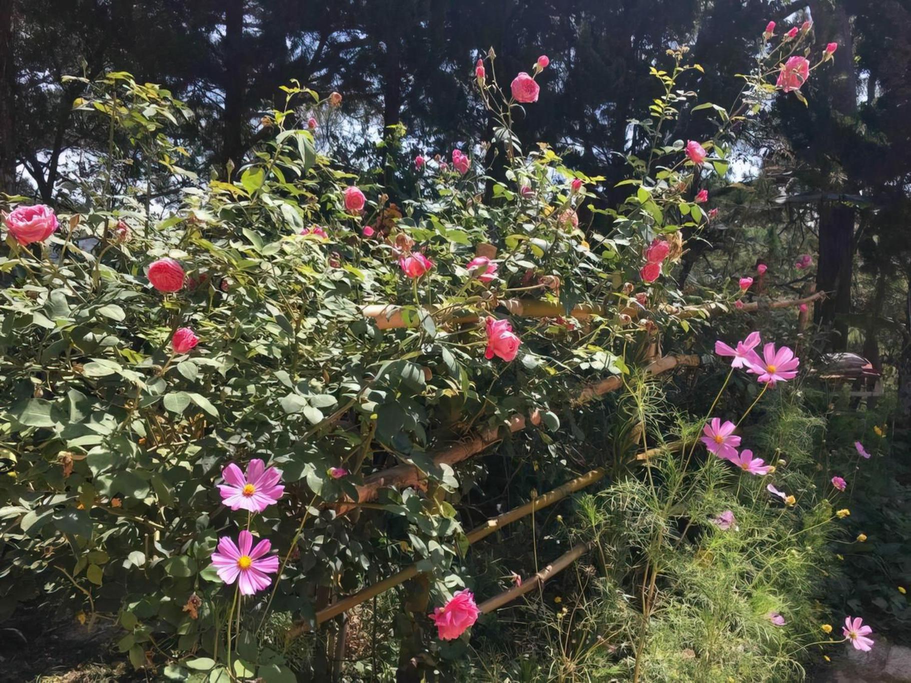 Photo 41