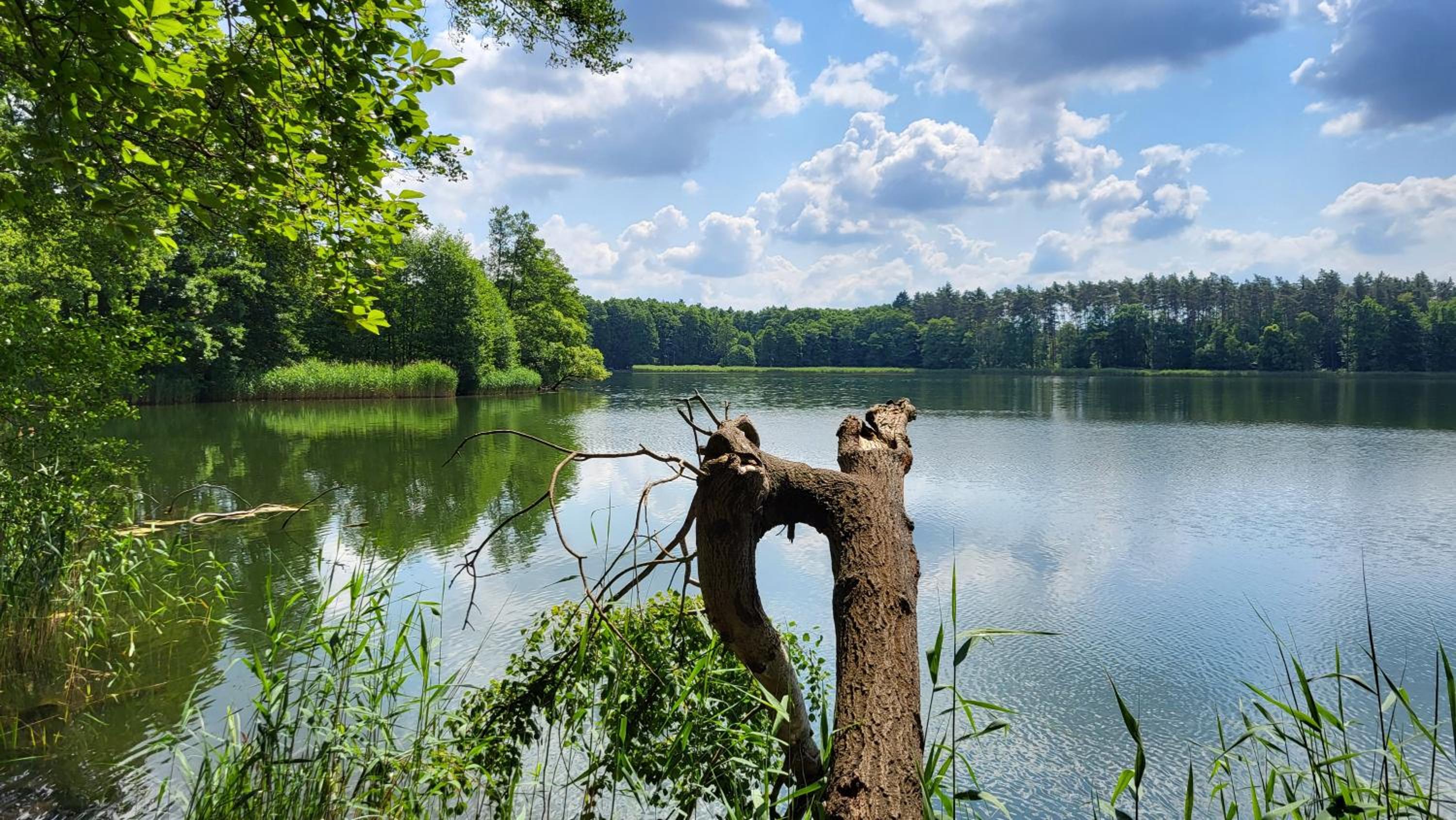 Finnhütte zwischen Wald und See