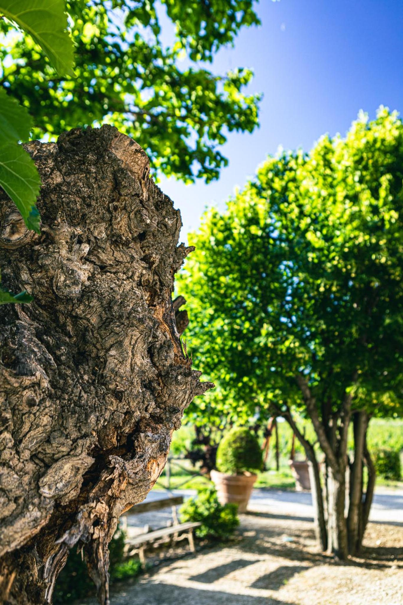 Domaine des Peyre