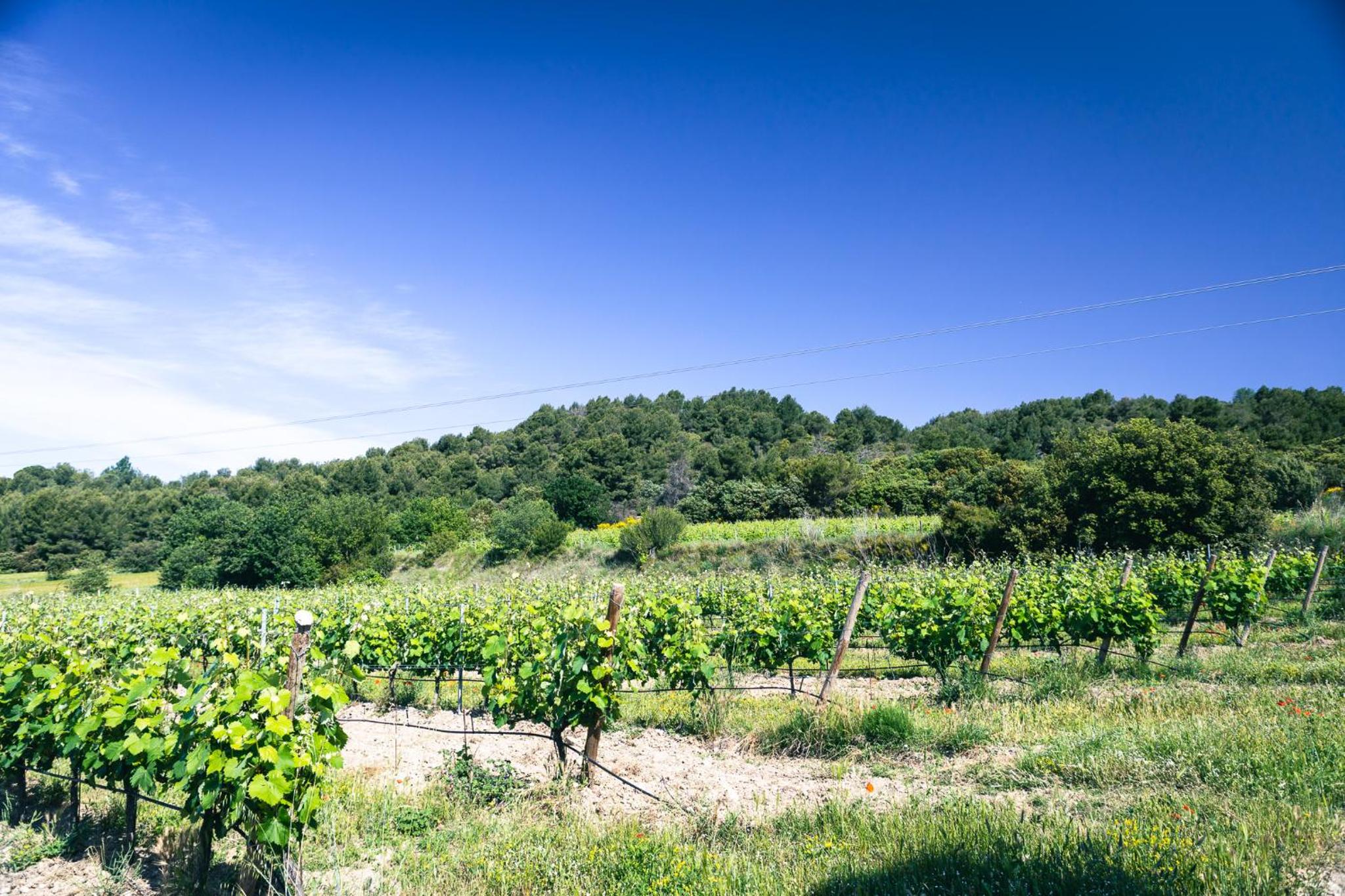 Domaine des Peyre