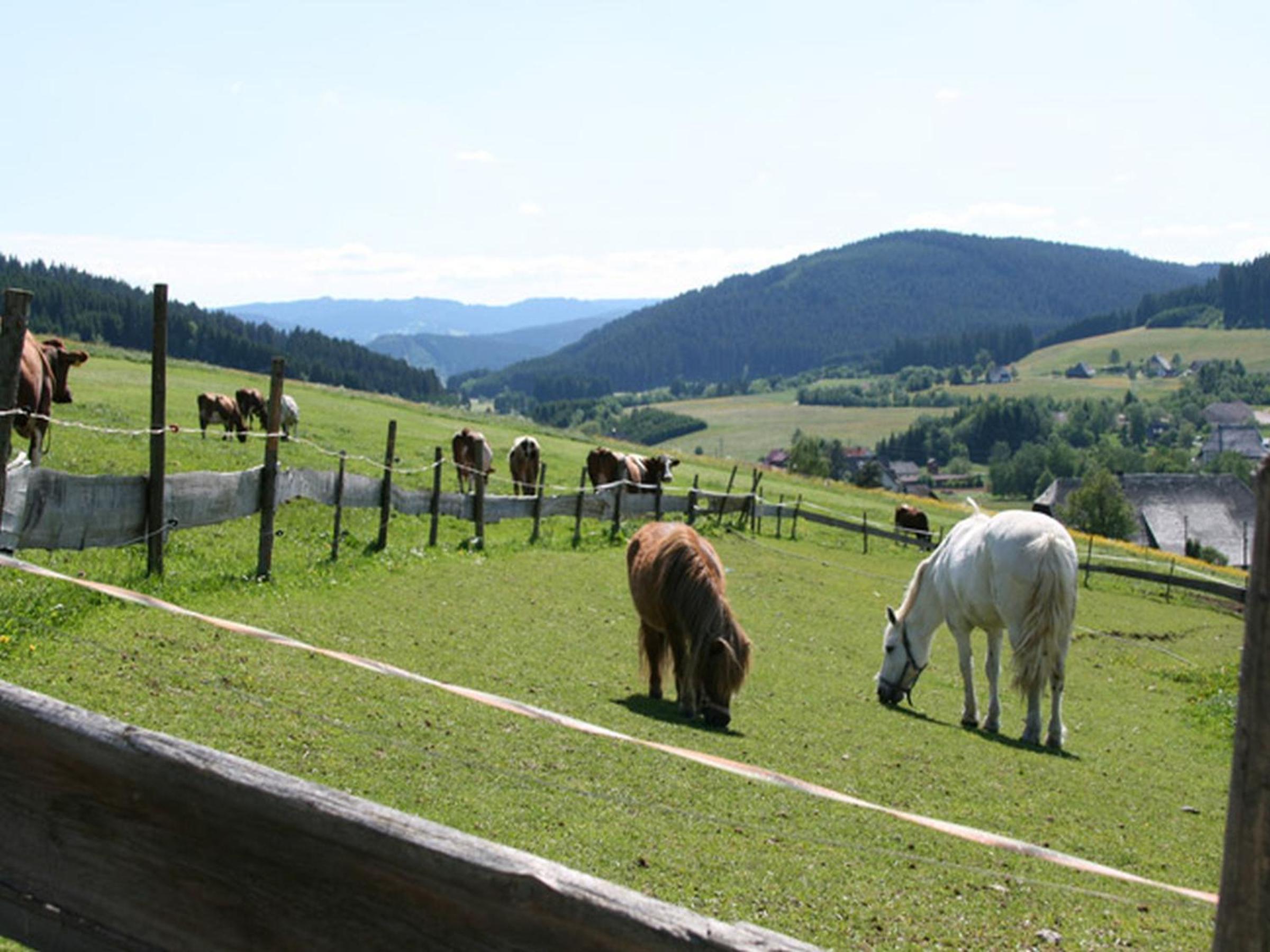 Bio-Kinderbauernhof Wilmershof