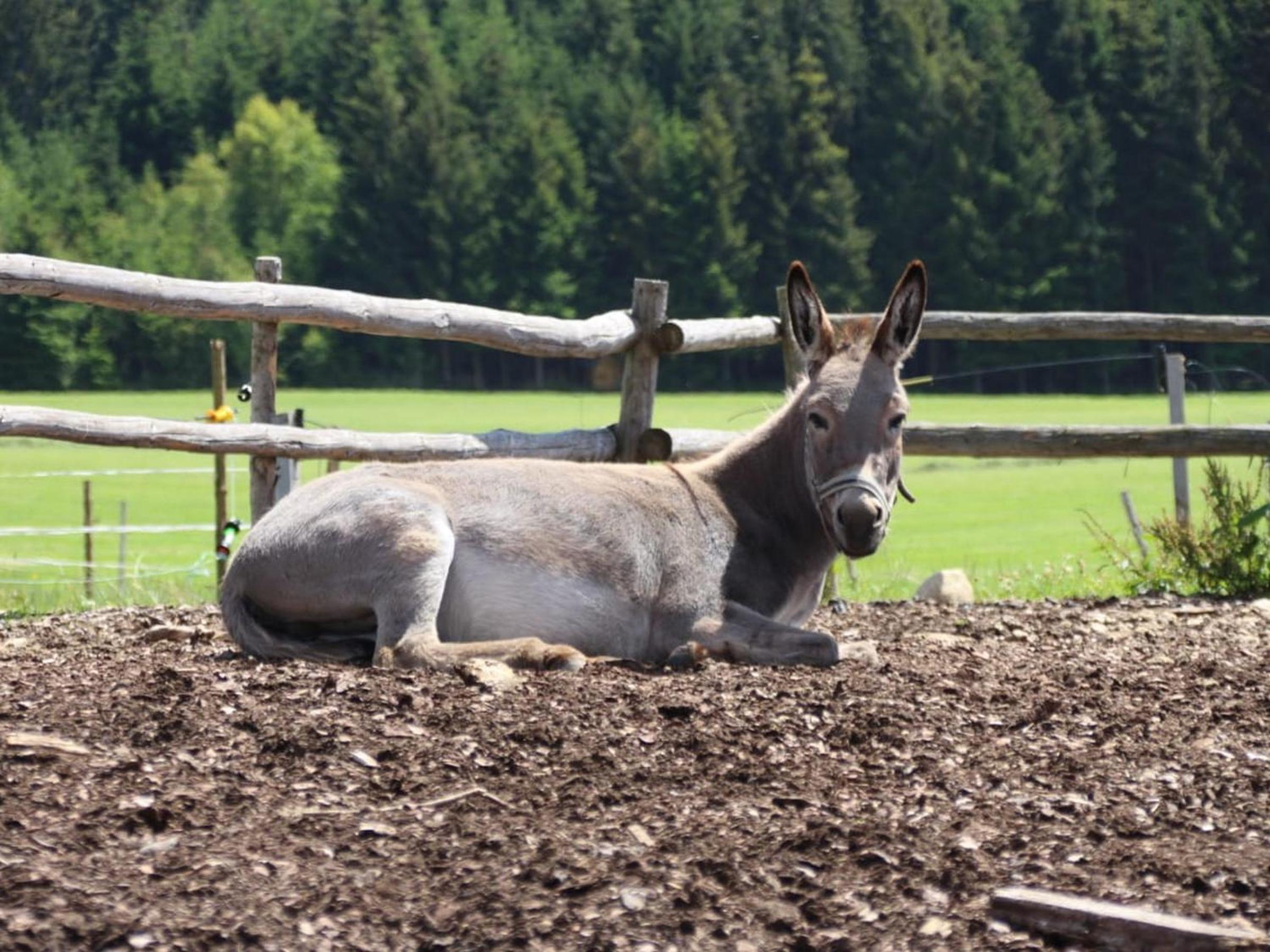 Bio-Kinderbauernhof Wilmershof