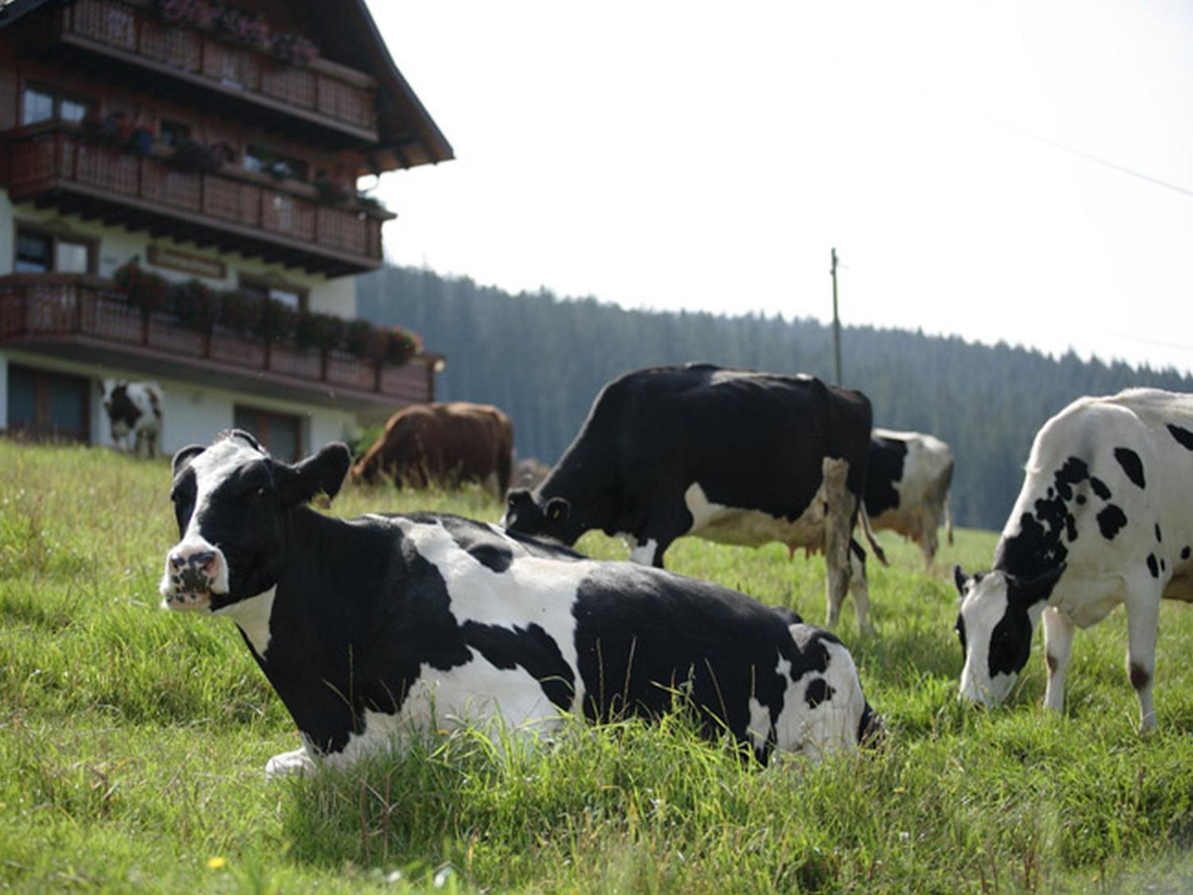 Bio-Kinderbauernhof Wilmershof