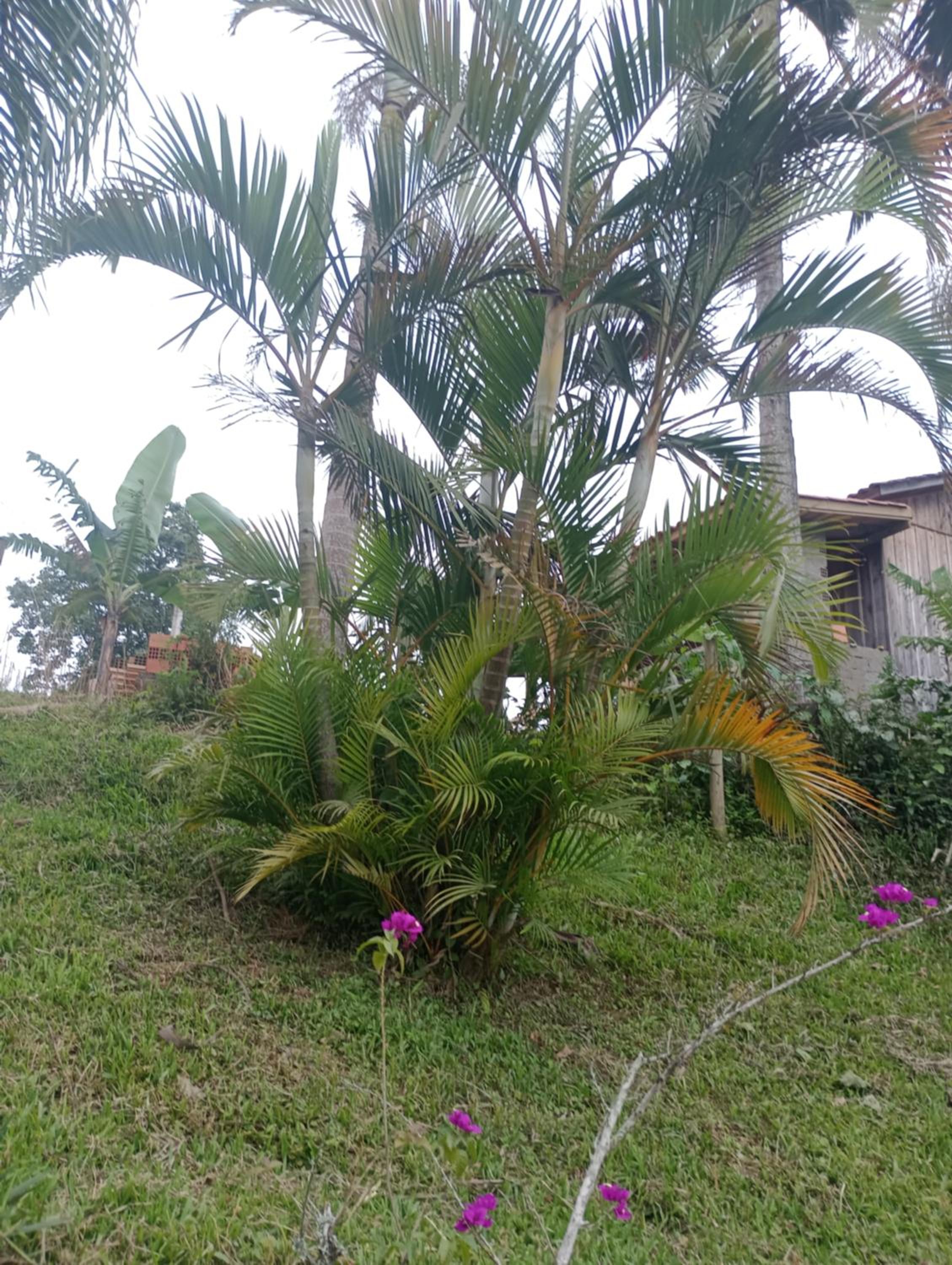 Família Cataneo