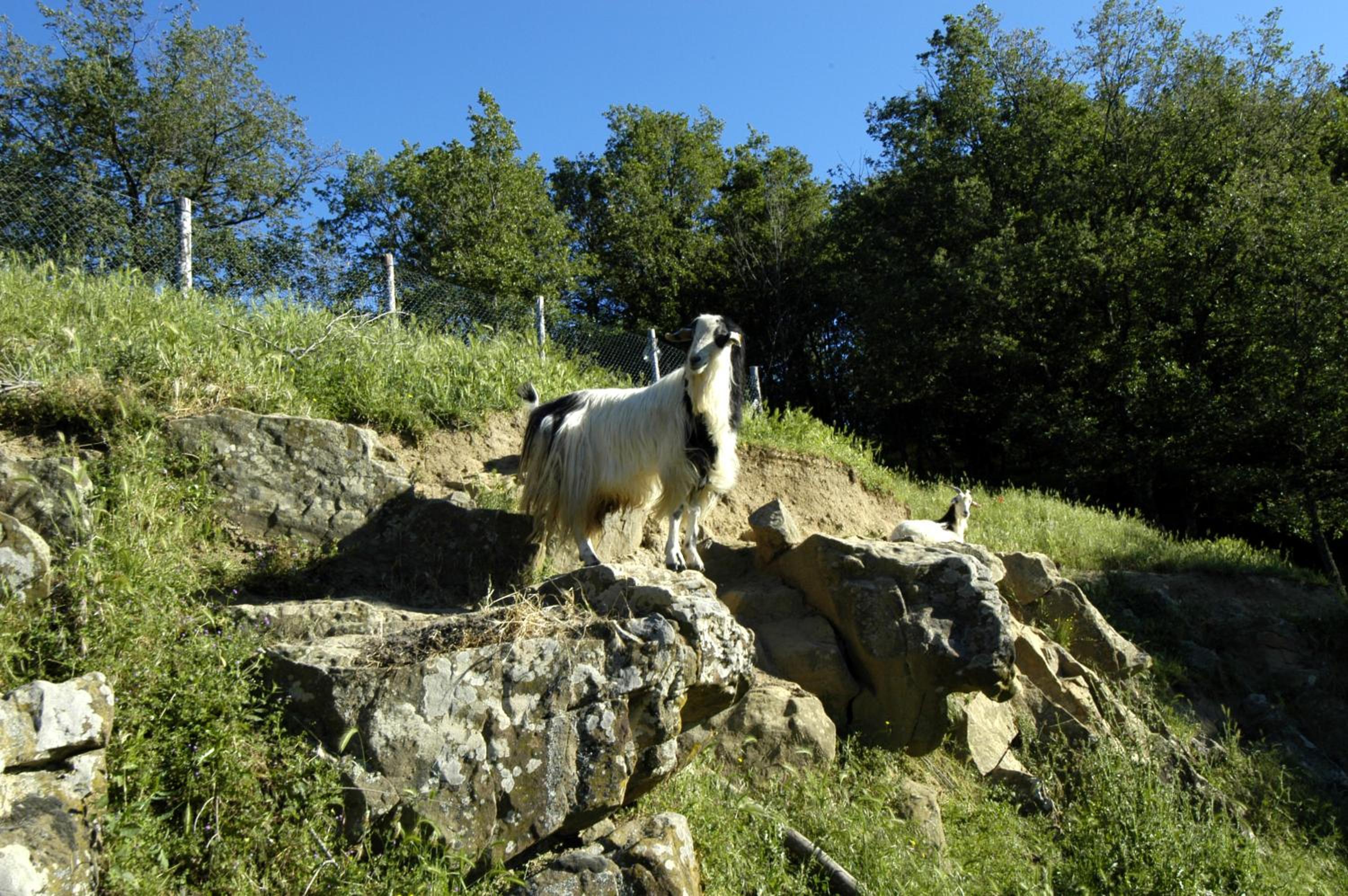 Rifugium