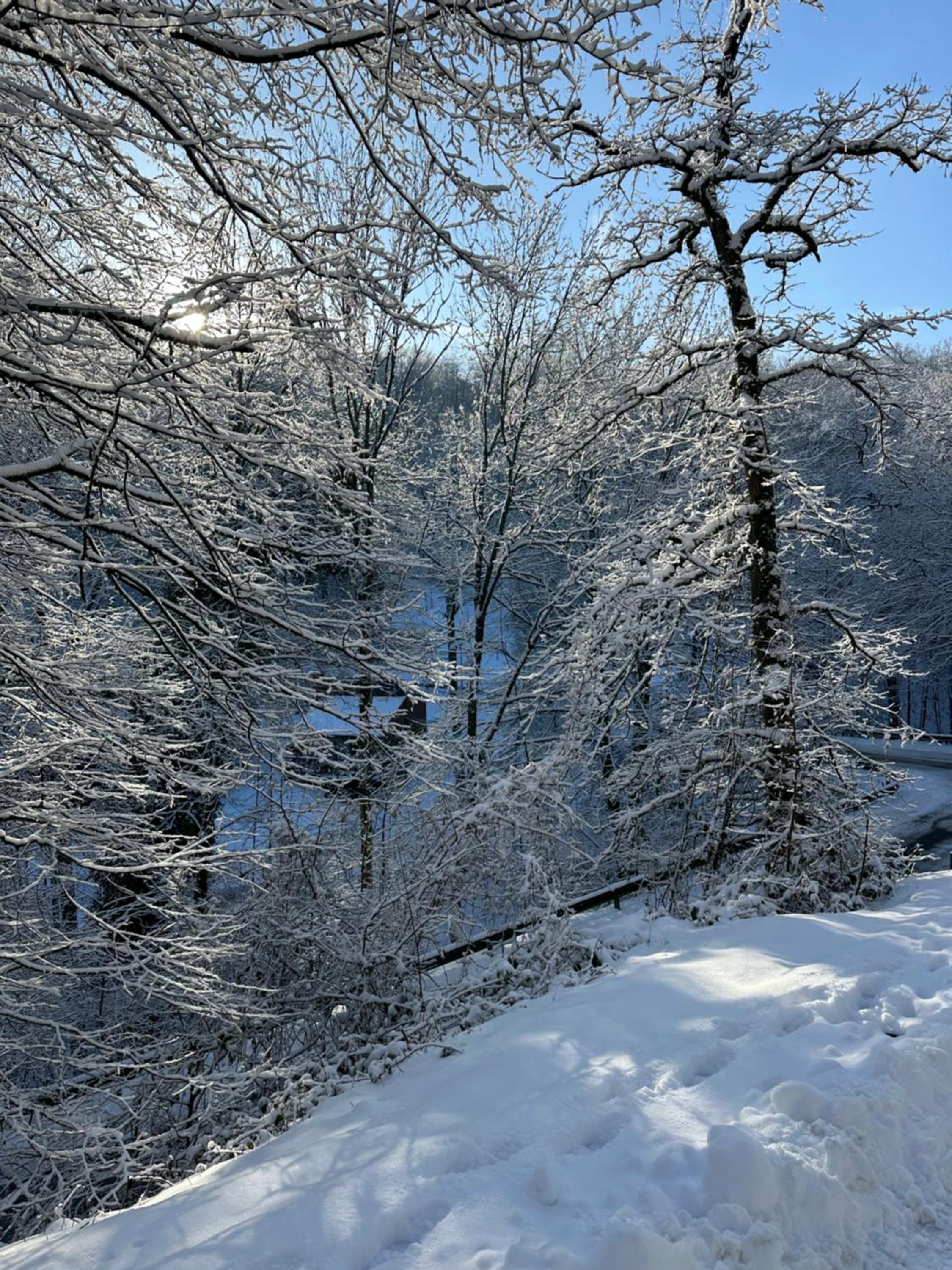 Wood House view 3