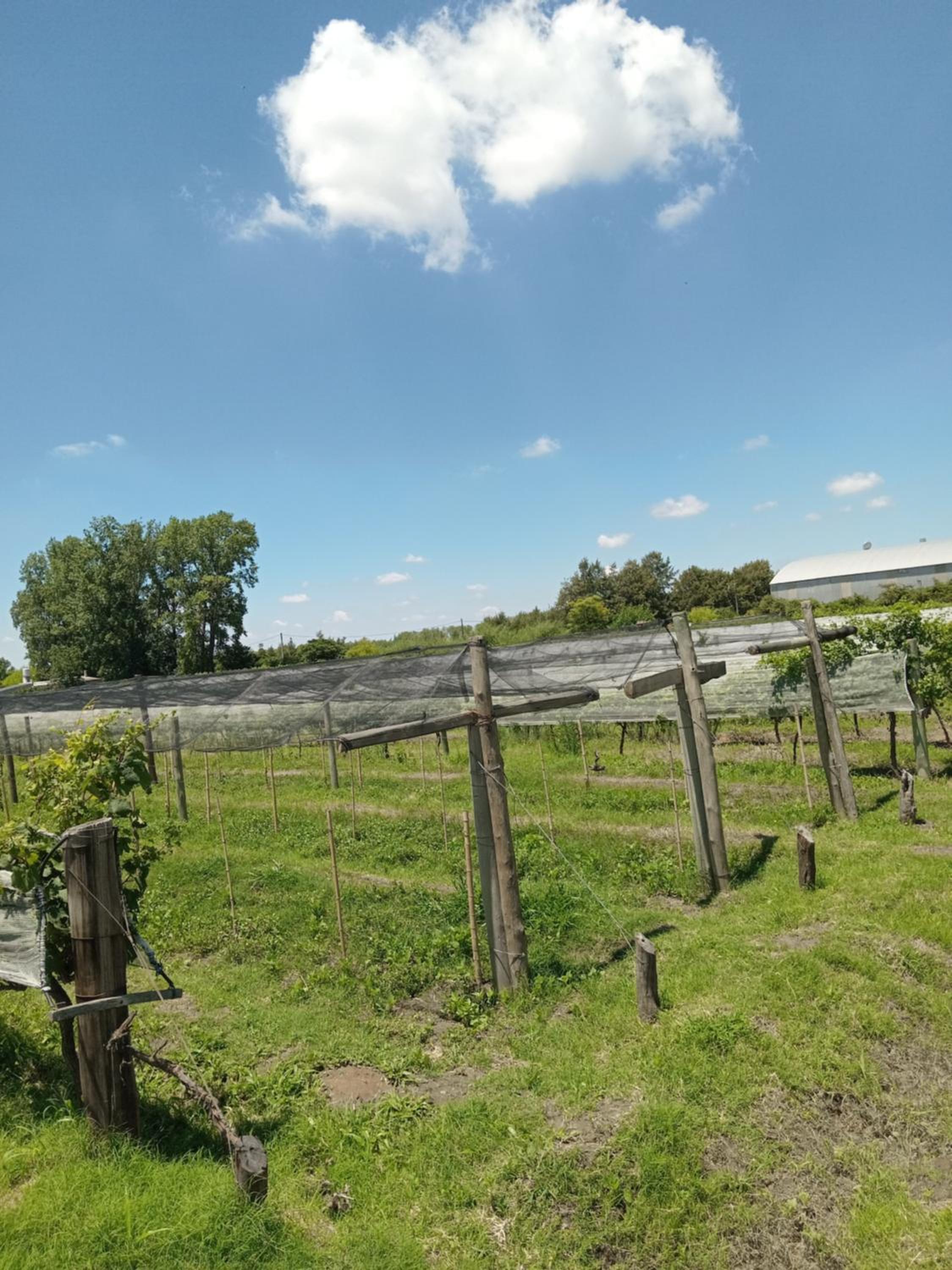 casa de campo, Bodega Di Candi
