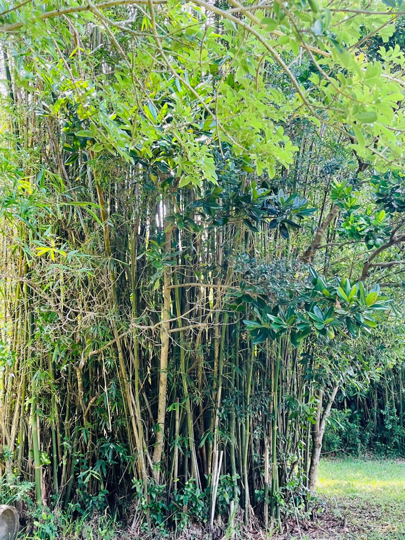 Espaço encantador na Lagoa- Morada colorida: lugar de gente feliz!