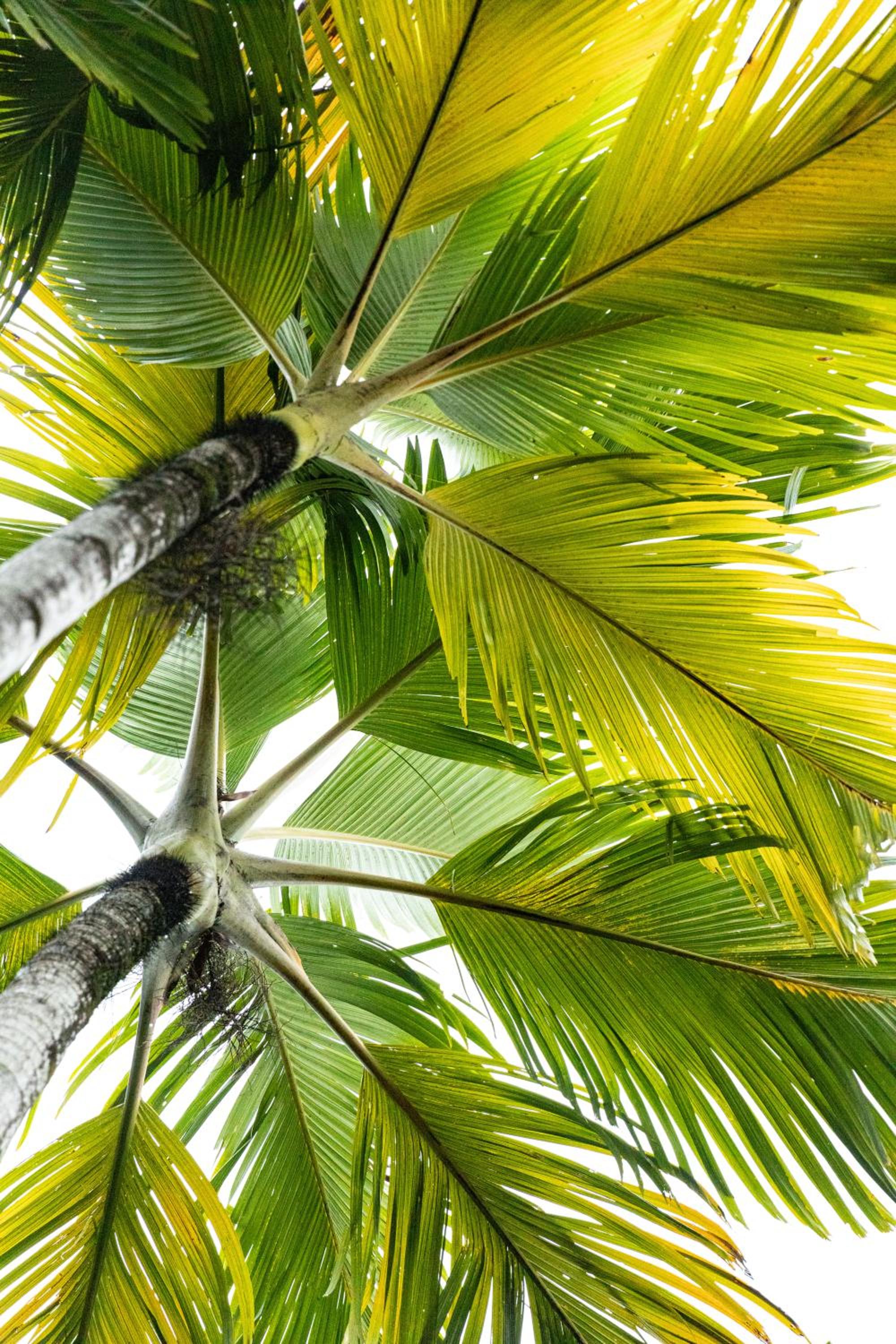 Amalfi - Port Douglas, luxury in the centre of town
