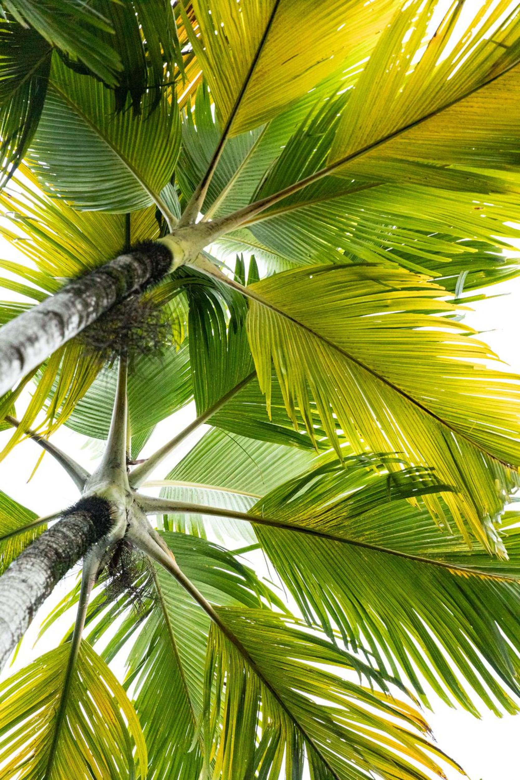 Amalfi - Port Douglas, luxury in the centre of town