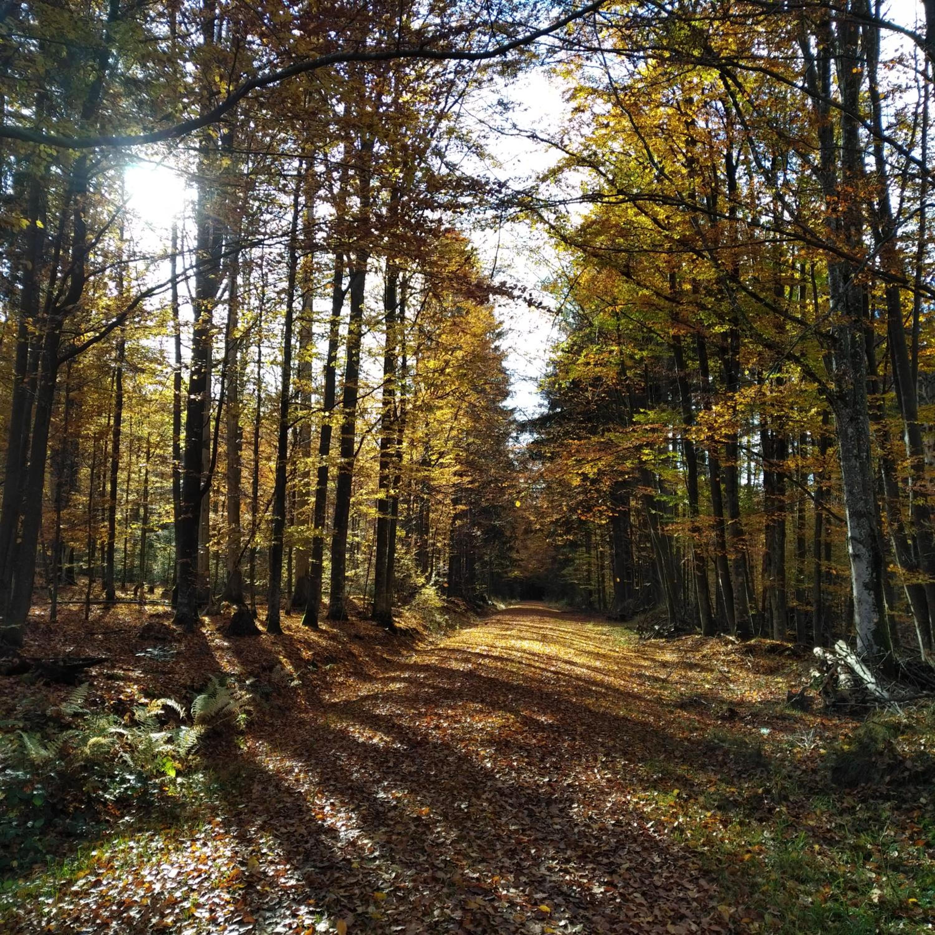 Haus Jägerfleck, Ihre Ferienwohnungen am Nationalpark Bayerischer Wald
